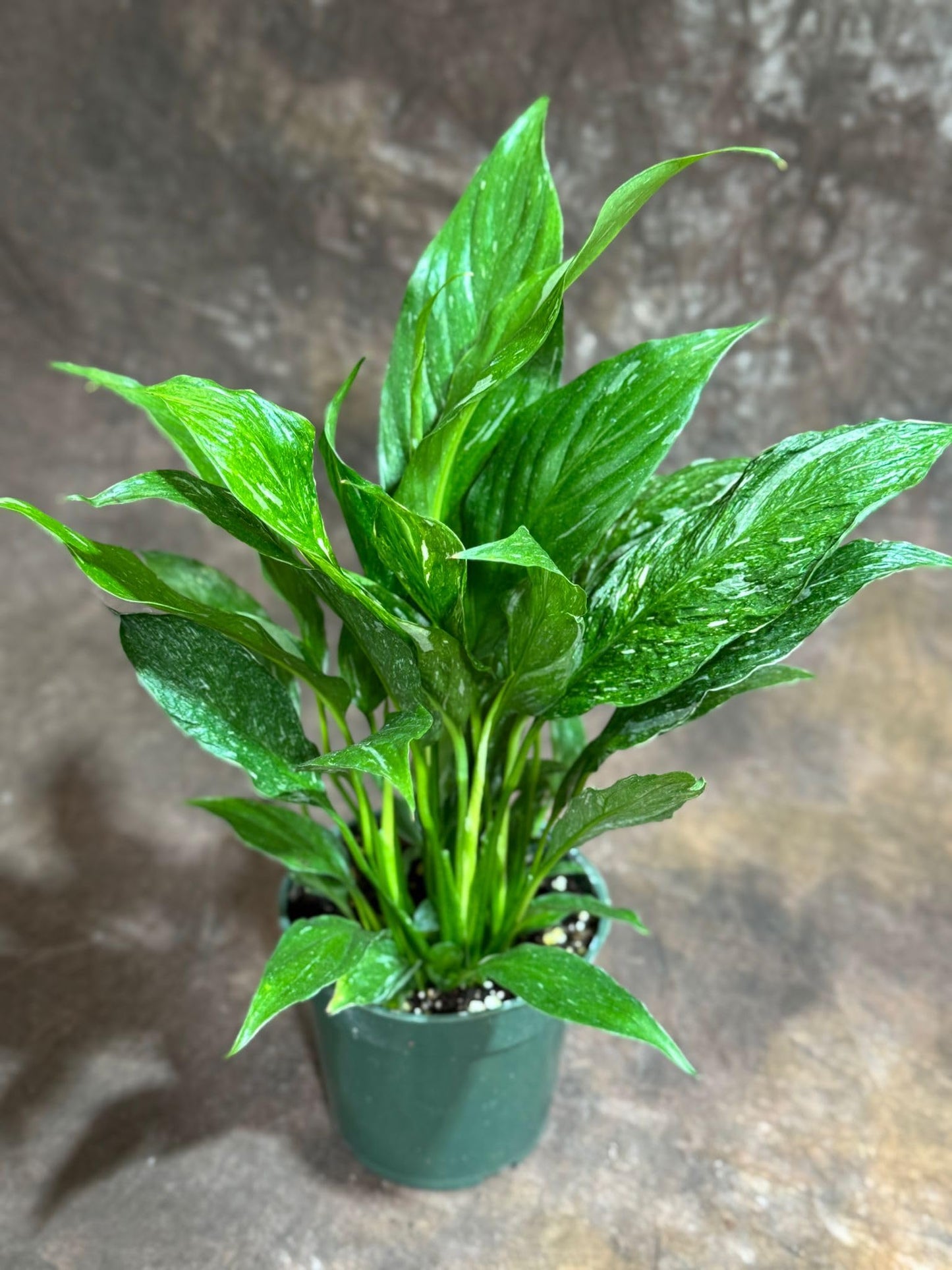 PLANTVERS Variegated Peace Lily Plant in a 4" Grow Pot – Spathiphyllum Peace Lily – Elegant Indoor Flowering Plant – White Flowering Plant – Air Purifying & Low Maintenance Houseplant - Blooming Plant