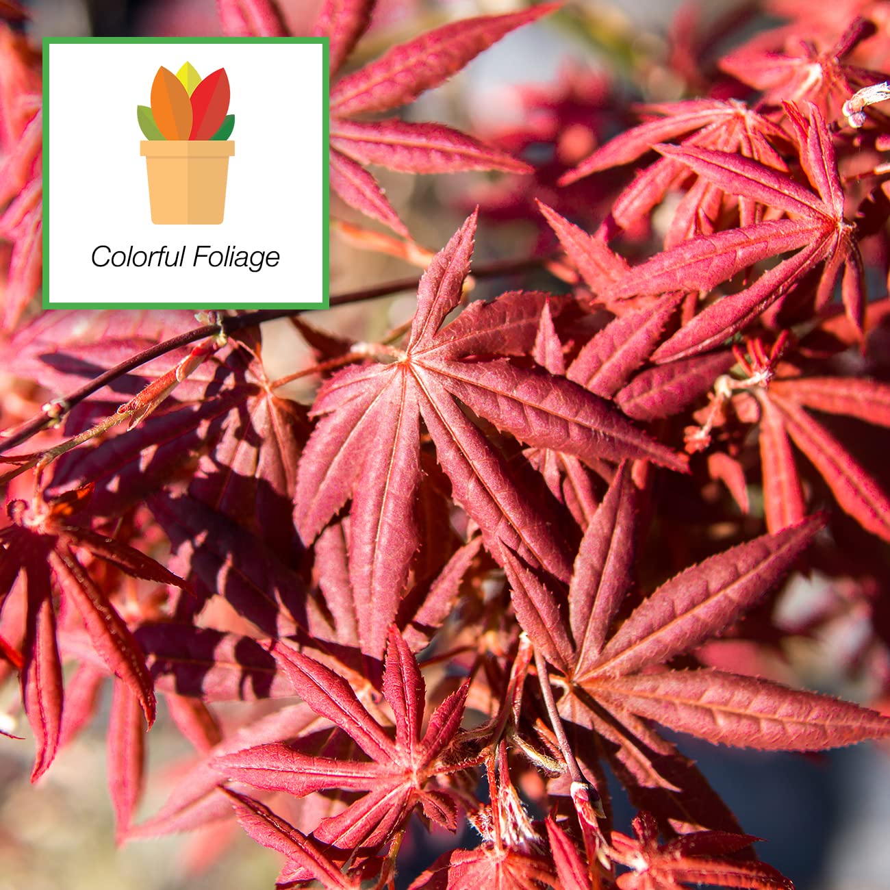 Perfect Plants Bloodgood Japanese Maple Tree 4-5 Feet | Live Plant for Beautiful Autumn Color | Red Leaf Colors Year Round | Small Deciduous Trees for Privacy