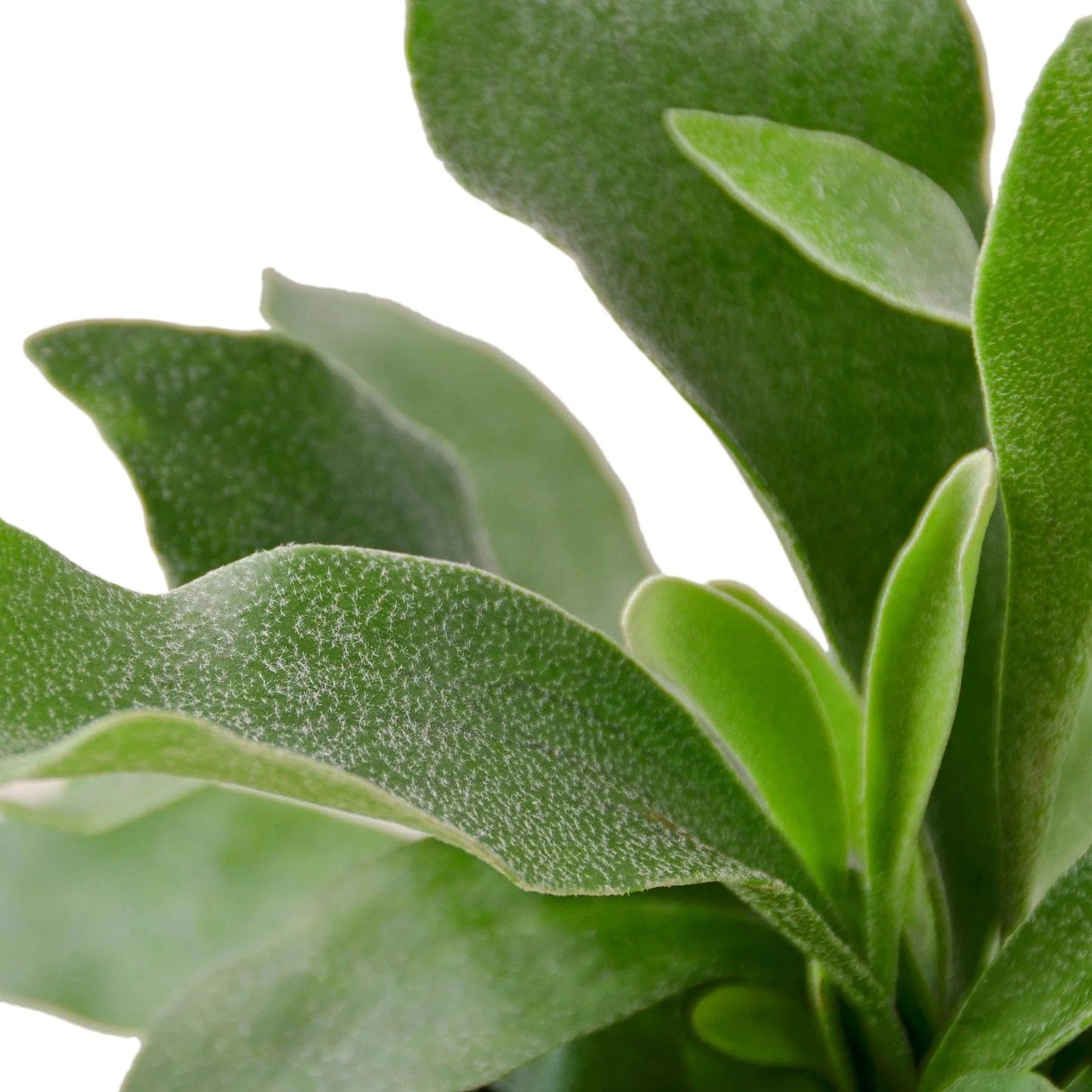 Staghorn Fern in 4in Pot - Live Plants Tropical Houseplants | Variegated | USA Growers | The Snobby Leaf