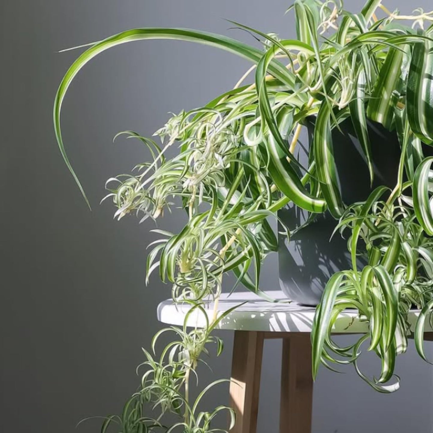 Curly Spider Plant, Variegated Spider Live House Plant, 2-4 Inc Tall, Indoor Outdoor Planting, No Pot