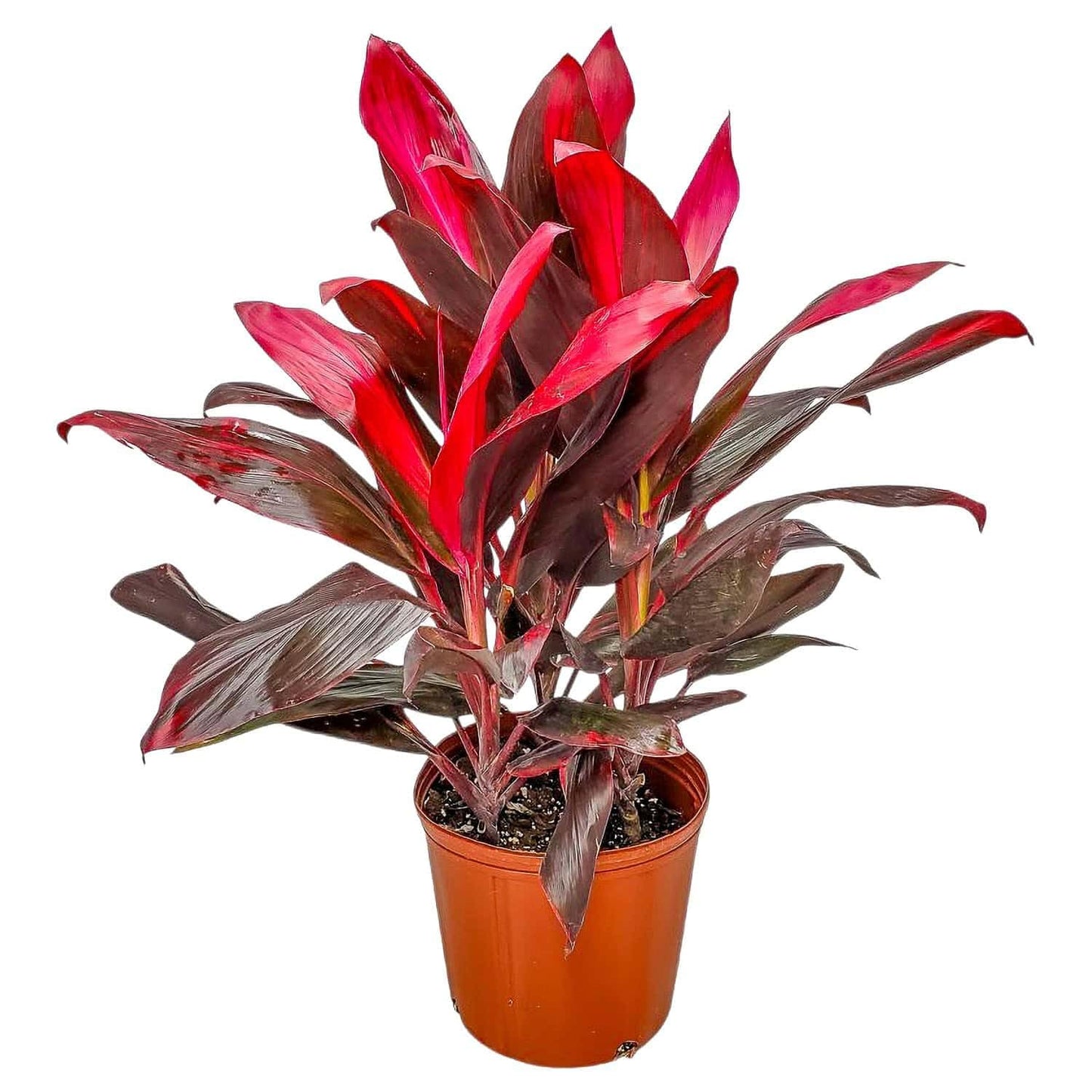 Hawaiian Ti Cordyline Plant - Tropical Foliage Plant - Overall Height 26" to 32" - Tropical Plants of Florida (Plant Only)