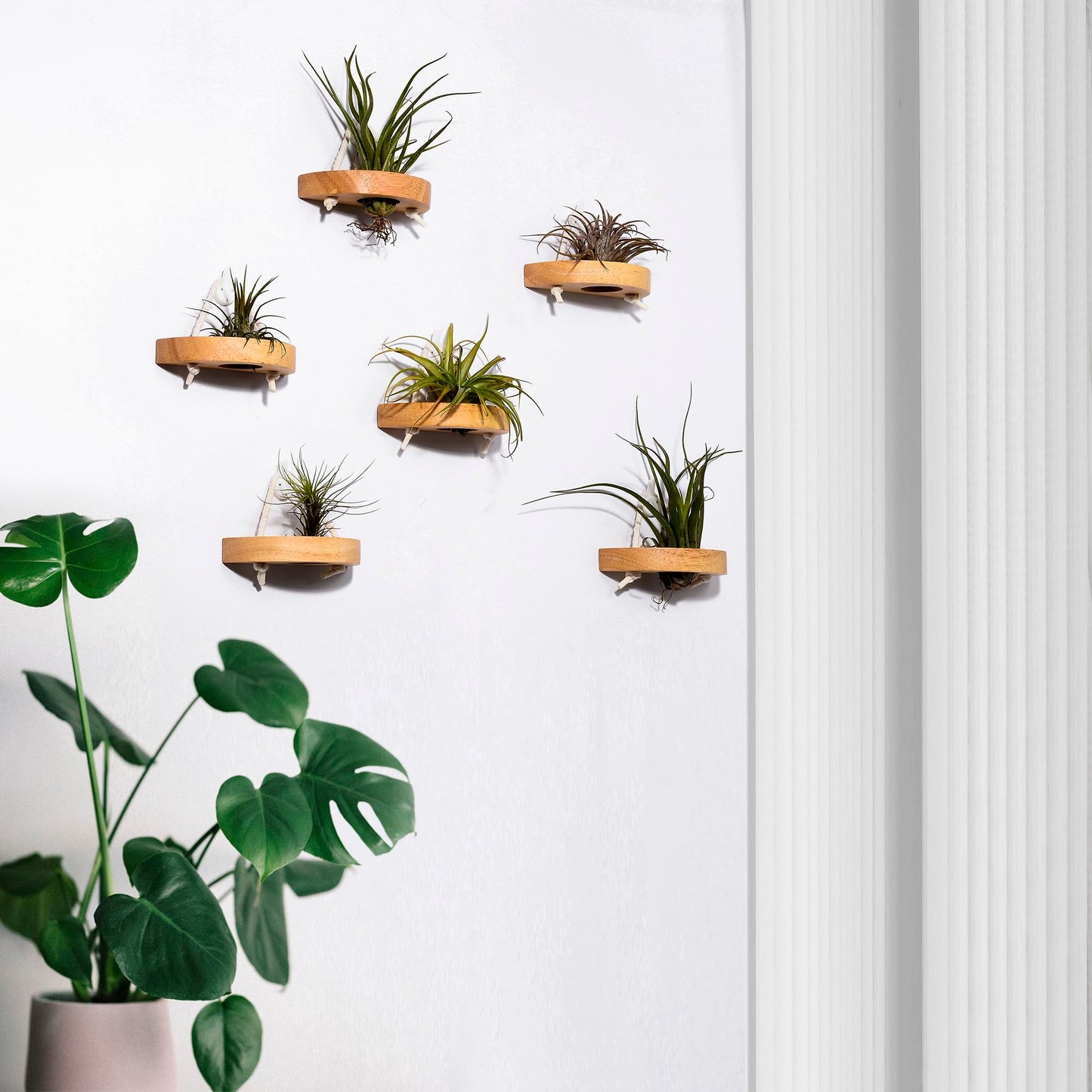 MITIME air plant holder, small air plant display stand. Wall mount to save space, wall decoration. (Plants not included) (Set of 6)