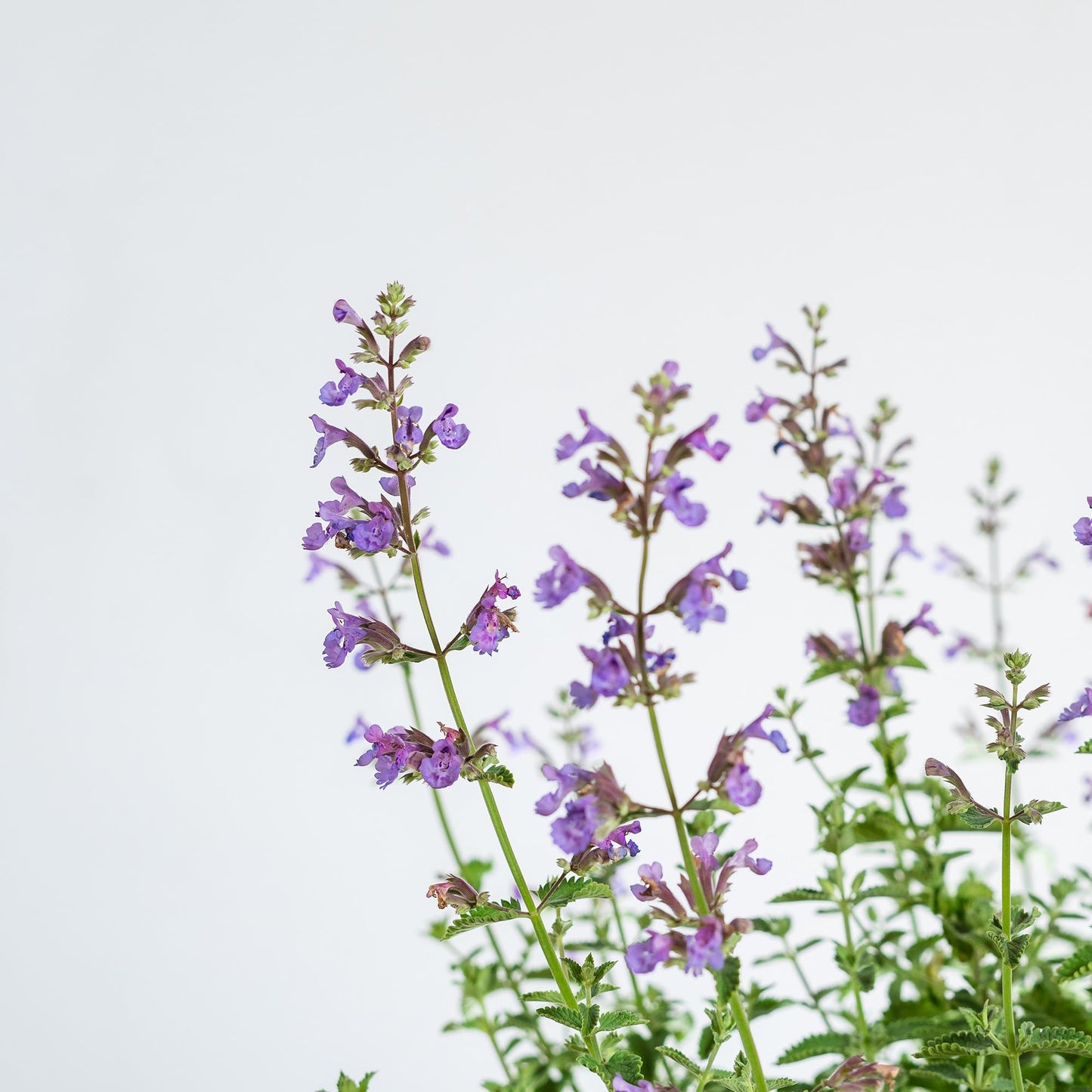 Perfect Plants Nepeta 'Walker's Low' 1 Gallon | Live Shrub for Summer Flowers | Drought Tolerant Perennial