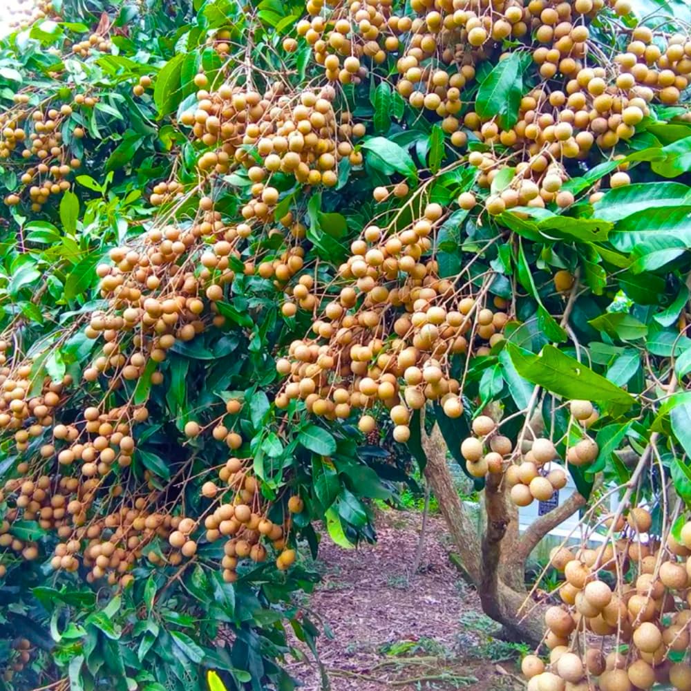Tropical Longan Tree Live Plant, 1 Year Old Tree, 8-10 Inches Tall in 4 Inch Pot, Well-Rooted Fast-Growing Fruit Tree for Zones 9-11 Outdoor Spring Planting