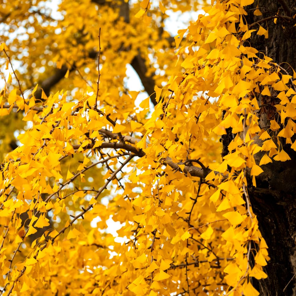 Ginkgo Tree Live Plant, 7 to 11 Inc Tall, Ginkgo Plant Seedling, 4 Inc Potted Shrub Plant