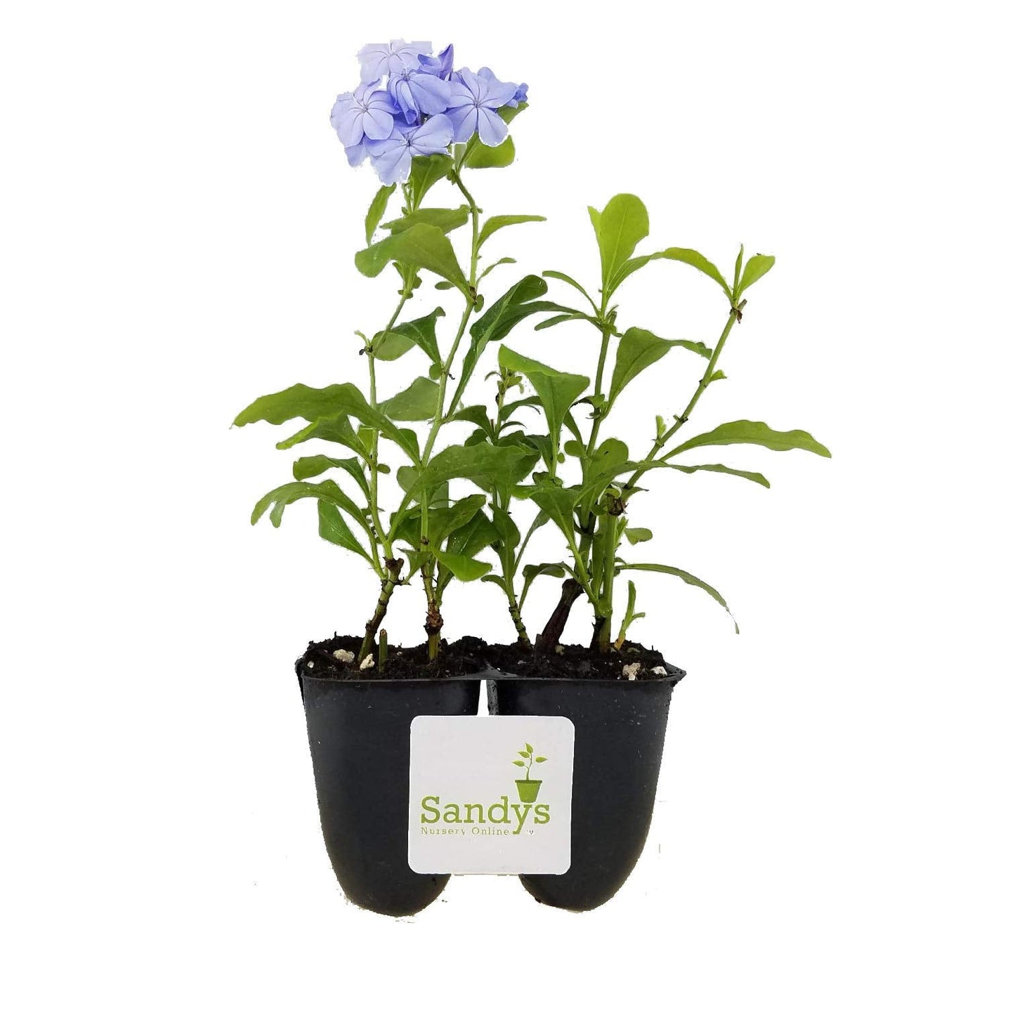 Sandys Nursery Online Plumbago Auriculata Perennial Shrub, Imperial Blue Flower, Lot of 2 Starter Plants