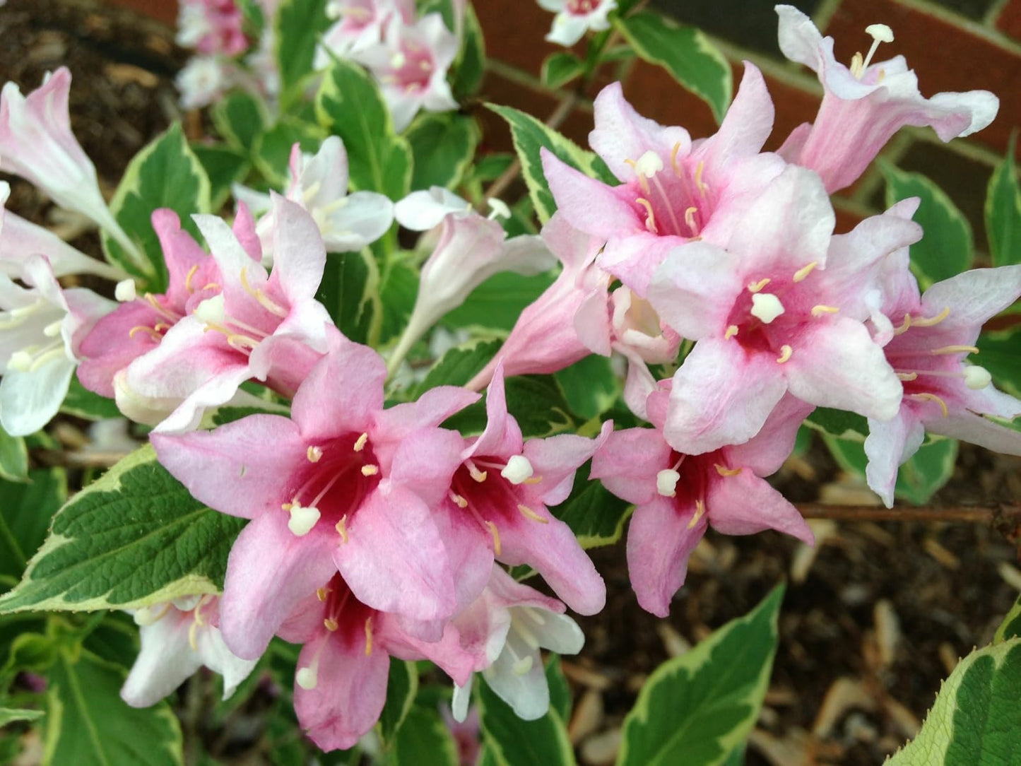 Live Plant - Variegated Weigela Bush/Shrub - 6-12" Tall Live Plant - Outdoor Garden
