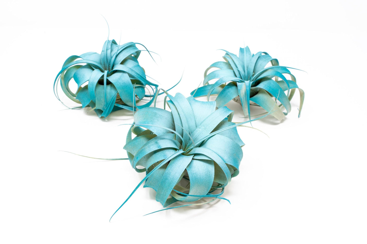 Colorful Mini Tillandsia Xerographica Air Plants in Custom Vibrant Tones - (Frost, Pack of 3)