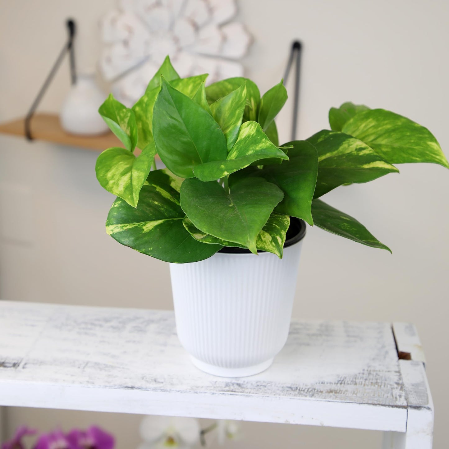 Altman Plants Golden Pothos Live Plant Decor, Real Pothos Plant with 4 Inch White Plastic Plant Pot, Desk Plant & Office Plant, Plant Gift, Easy to Grow House Plant in Indoor Plant Potting Soil Mix