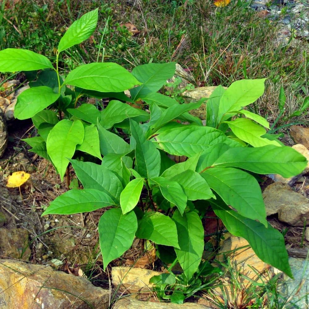 1 Year Old Pawpaw Tree Live Plant Established Root, 7 to 12" Paw Paw Banana Tree Plant Live Pawpaw