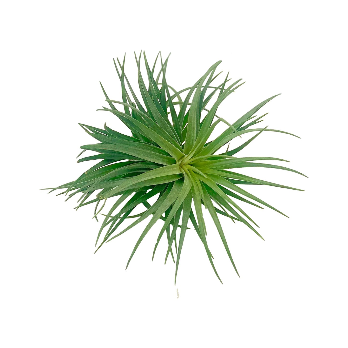 ragnaroc Air Plants - Flowering Tillandsia Pink Paske Large 5" - 3ct - Live Arrival Guaranteed - House Plants for Home Decor & Gift