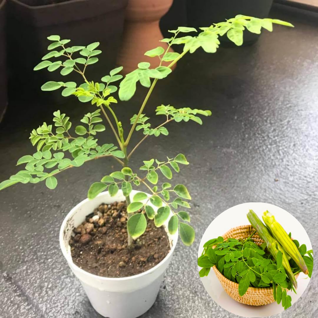 Moringa Tree Live Plant, Malunggay Moring Plant in 4" Pot, 7-10" Well-Rooted, Drumstick Horseradish Trees Live Plants for Planting