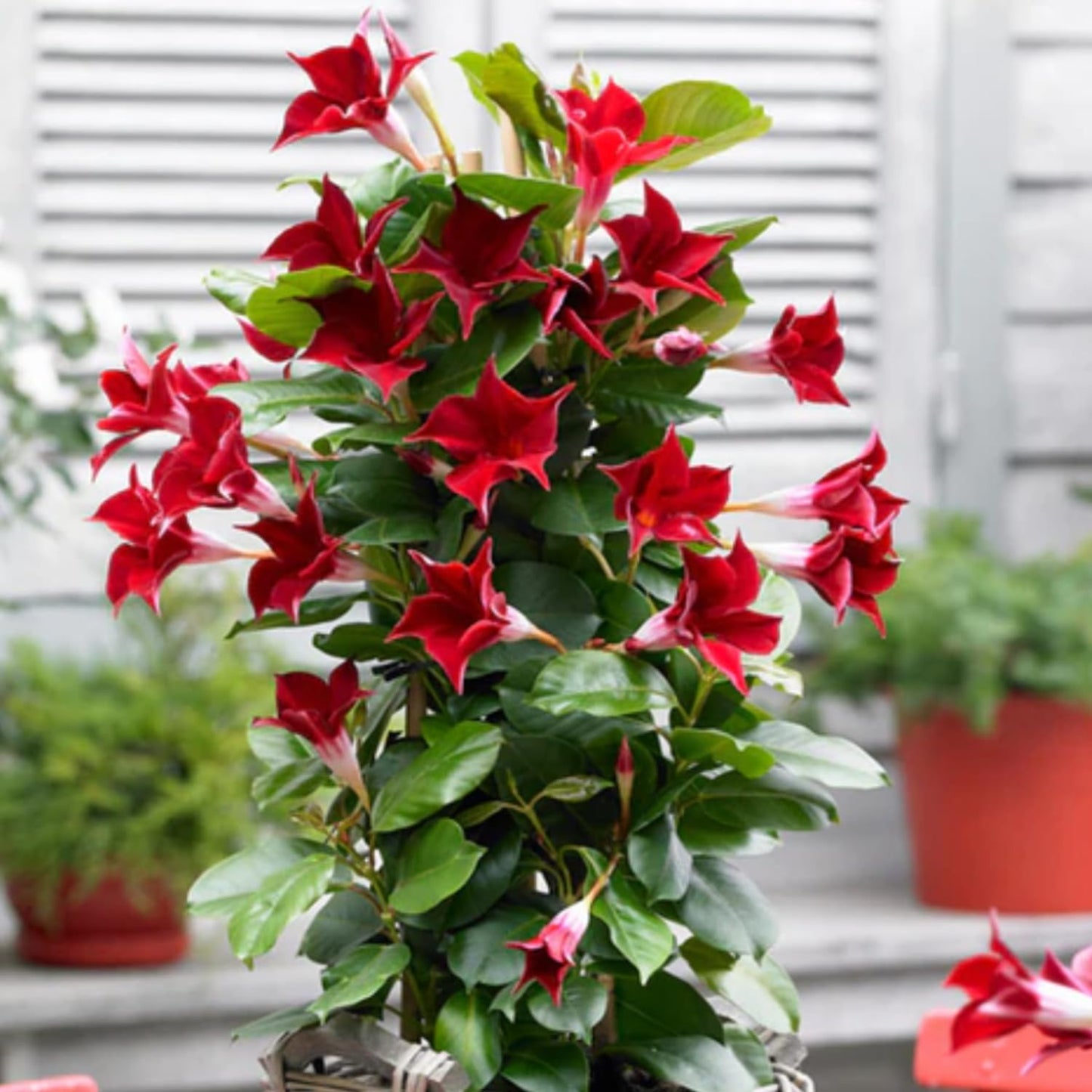 2 Red Mandevilla Plants Live, Mandevilla Vine Plants Well Rooted 4-7" Tall, Mandevilla Flowers