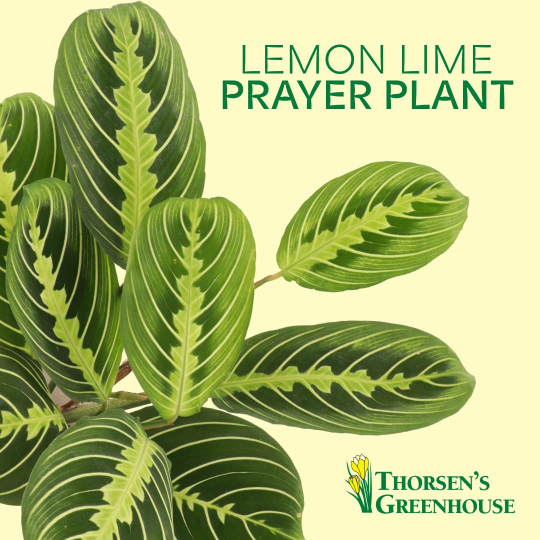 Thorsen's Greenhouse Lemon Lime Prayer Plant, Live Indoor Plant, Pet Friendly, Attractive Houseplant, Lemon Maranta, Natural Air Purifier, Easy to Grow, 4" Diameter Pot (Growers Pot)