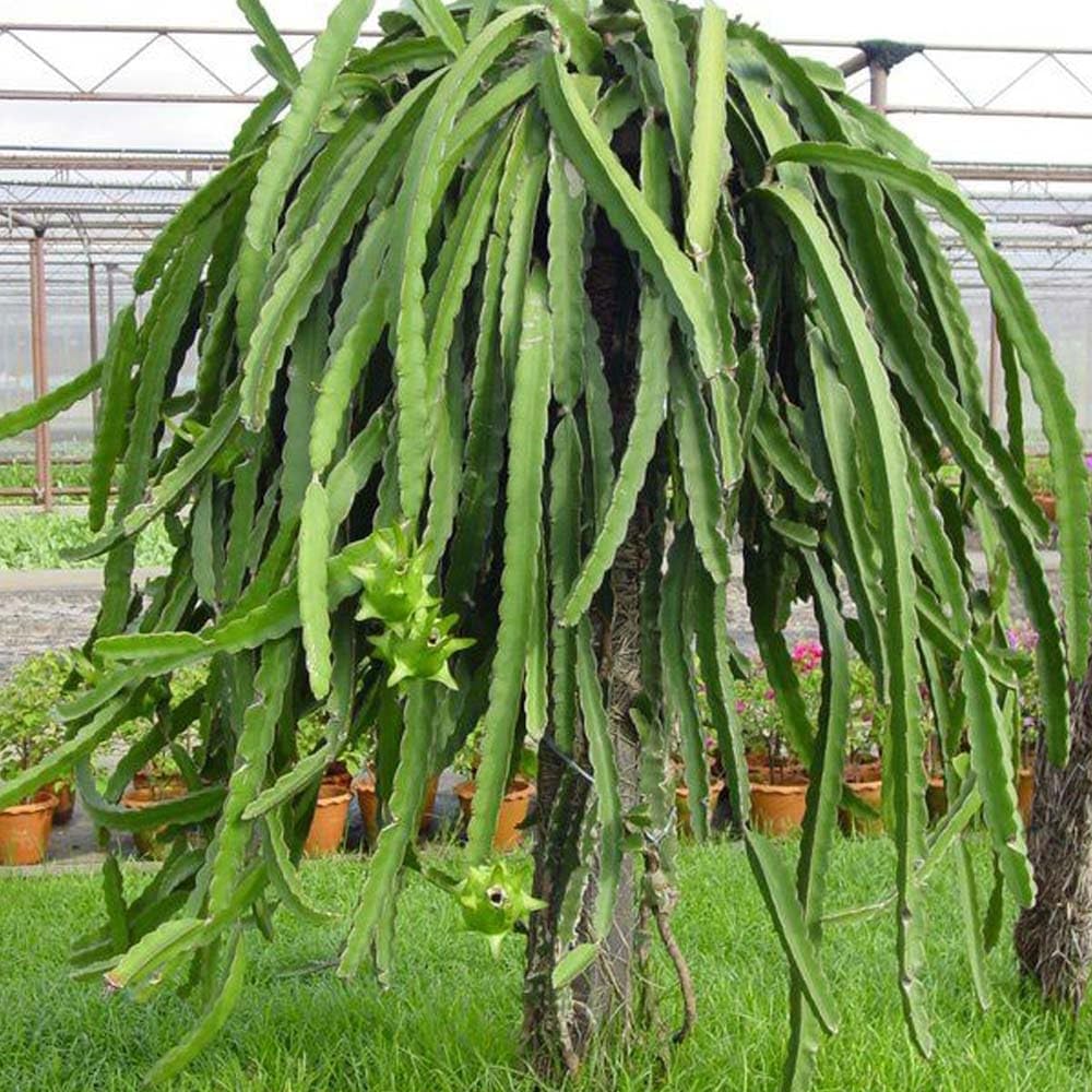 3 Dragon Fruit Cuttings, White Dragon Fruit Plants Live from 10 to 12 Inches Long, Dragon Fruit Live Plants