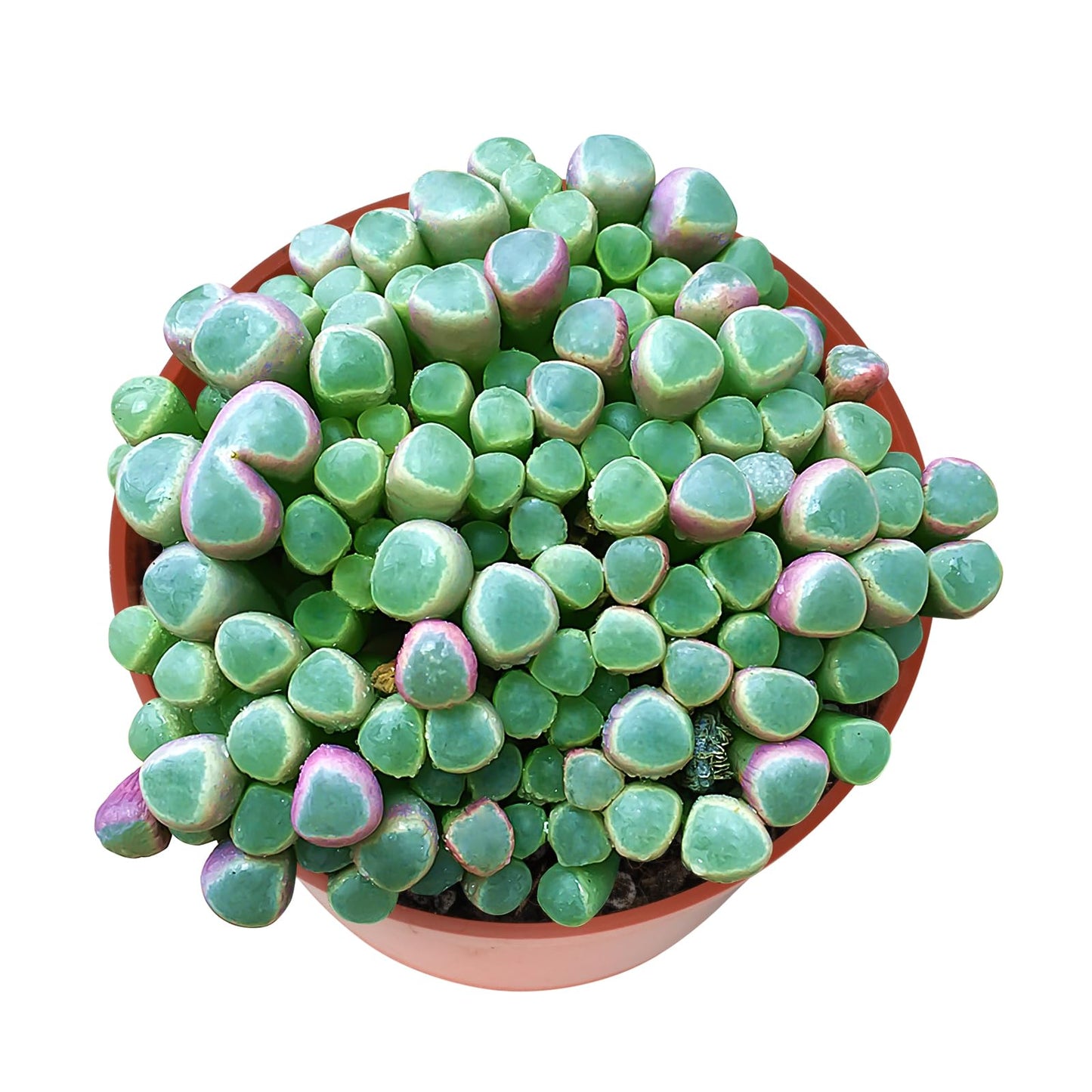 Sprout N Green Baby Toes, Live Succulent Fenestraria rhopalophylla Fully Rooted in 4 inch Nursery Pot, House Plant Home Office Wedding Decoration DIY Projects Party Favor Baby Shower