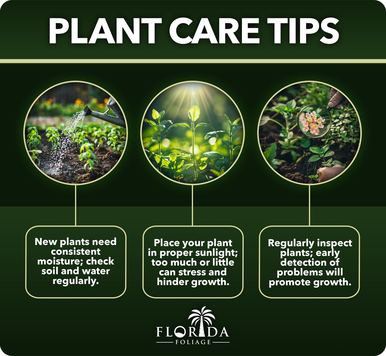 White Fountain Grass | 1 Extra Large Trade 3 Gallon Plants | Pennisetum alopecuroides | Elegant Outdoor Decor | Lush Foliage Accent