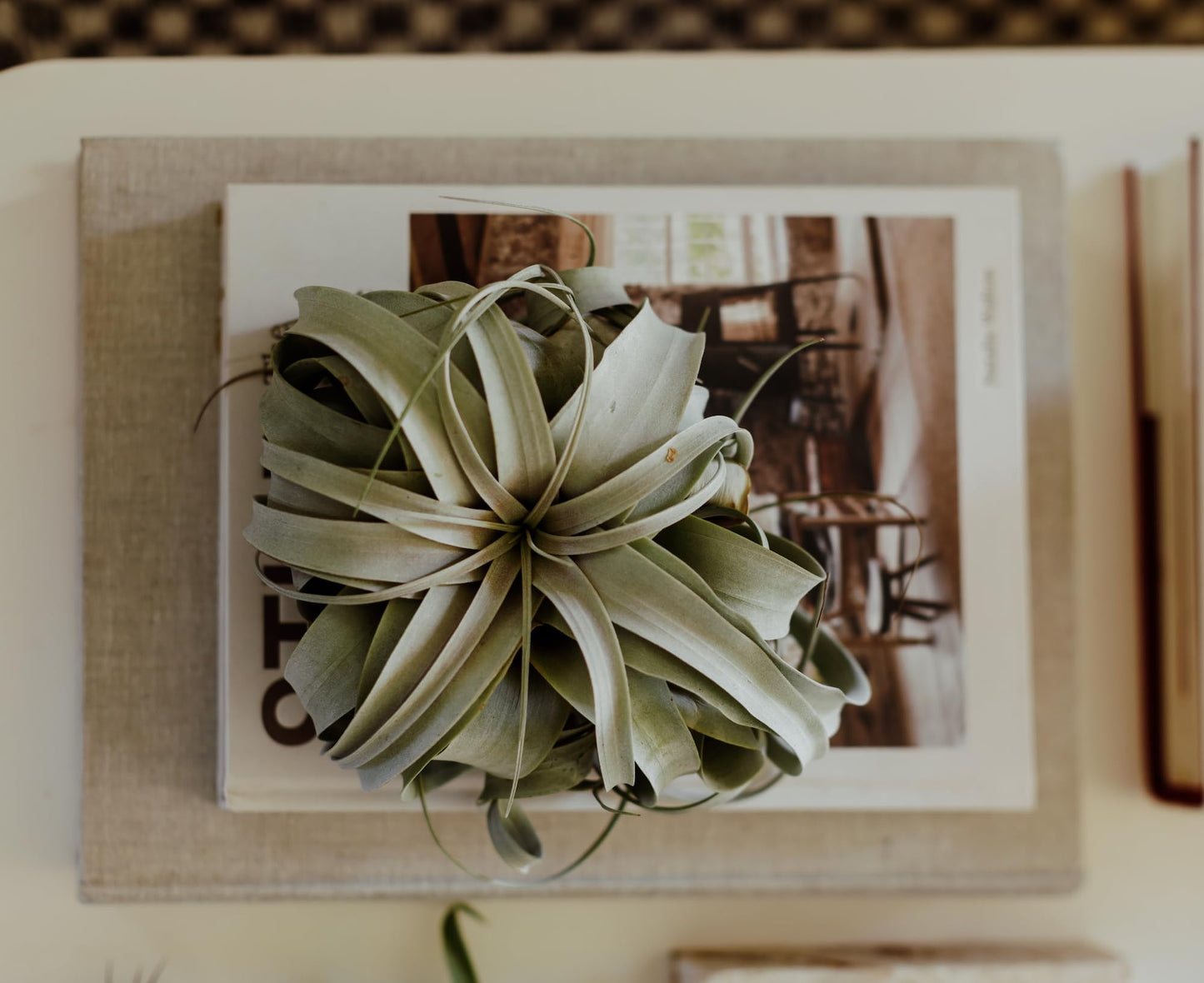 ragnaroc Air Plants - Tillandsia Xerographica, Small 2-3” - 1ct - Live Arrival Gauranteed - House Plants for Home Decor & Gift