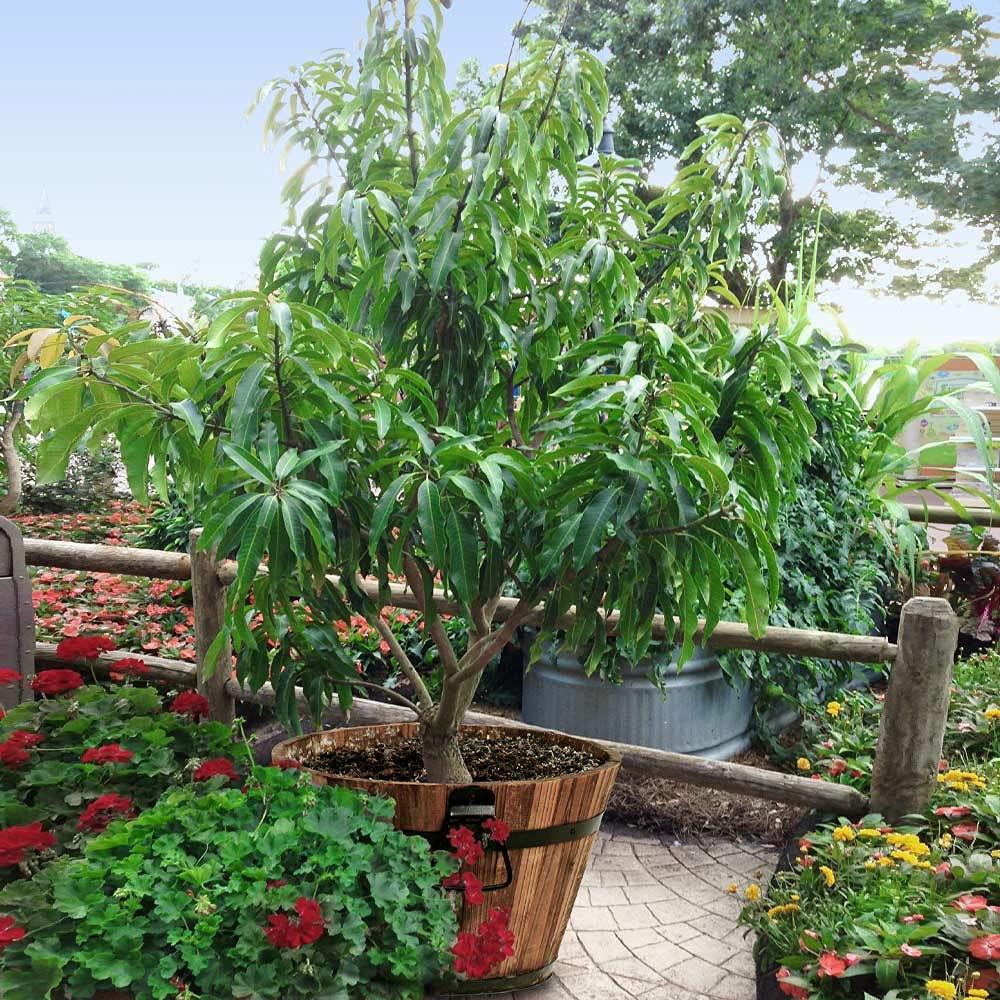 Mango Tree - Live Fruit Tree in a 3 Gallon Pot - Mangifera Indica 'Alphonso' - Tropical Edible Fruit Bearing Tree
