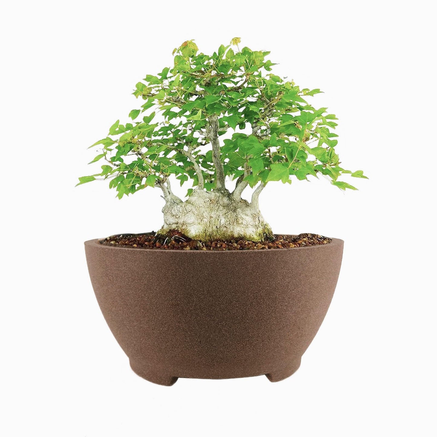 TINYVISTA 8.26" Brown Ceramic Bonsai Pot with Drainage Holes - Large Unglazed Clay Planter for Ficus Trees, Succulents & Indoor Plants, 4" Deep Round
