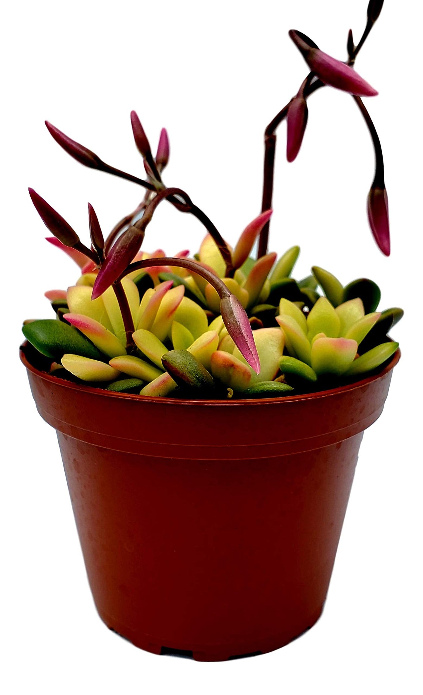 Fat Plants San Diego Succulent Plant(s) Fully Rooted in 4 inch Planter Pots with Soil - Real Live Potted Succulents/Unique Indoor Cactus Decor (1, Anacampseros telephiastrum variegata)
