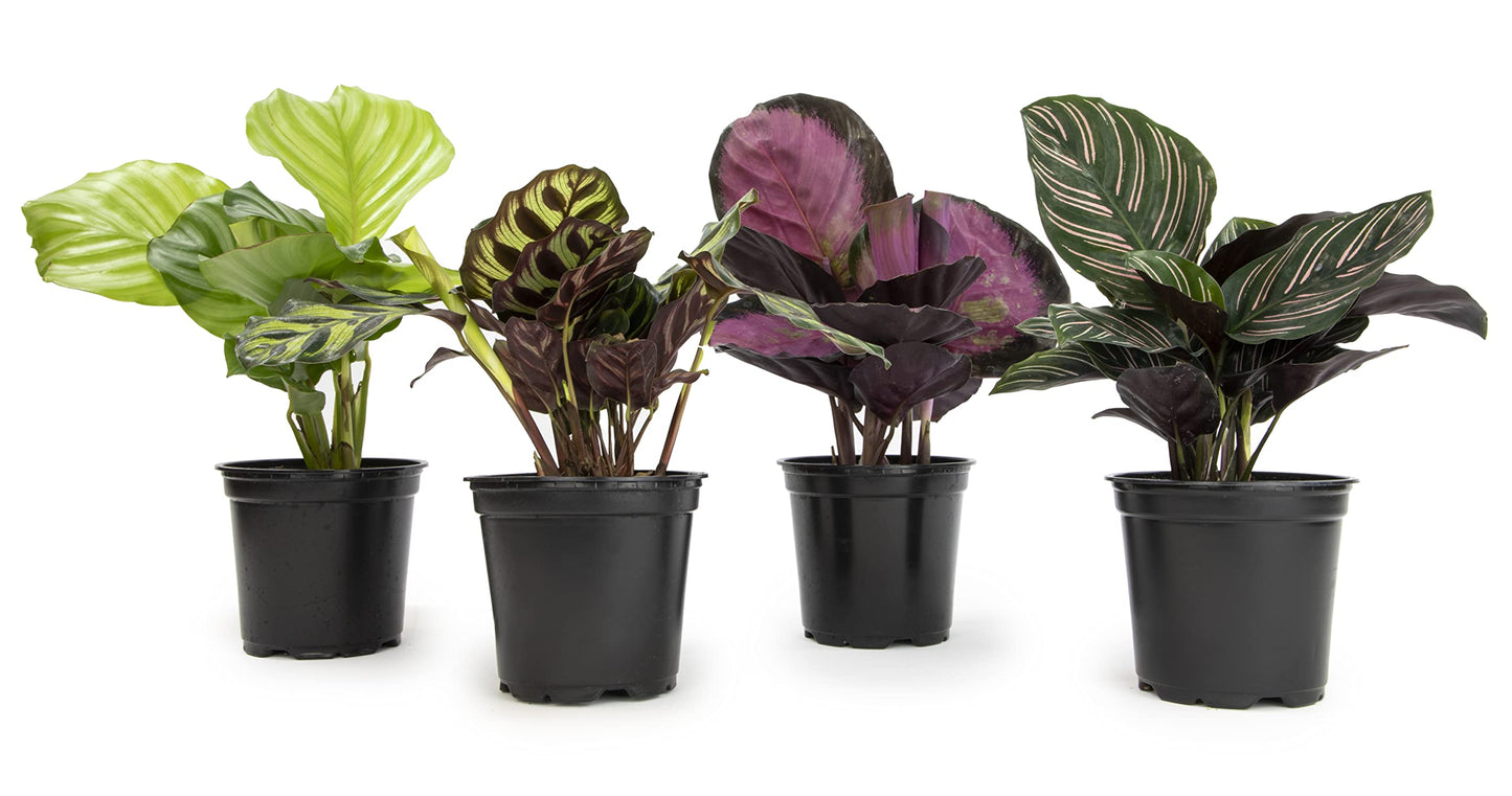 Live Calathea Houseplant (4 Pack), Pet Safe Plants for Cats & Dogs, Makoyana, Rattlesnake, Roseopicta, Air Purifying Indoor Plant Mix, Freddie, Orbifolia, Prayer Plants, Real Calatheas, 4.25 in. Pots