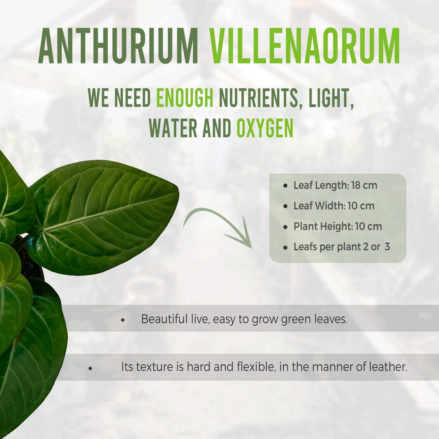 LEAL PLANTS ECUADOR Anthurium Villenaorum| Live Tropical Anthurium for Indoor Decor | Air-Purifying Elephant Ear Plant | Green Foliage Heart Plant | Low-Maintenance Live Houseplant for Home