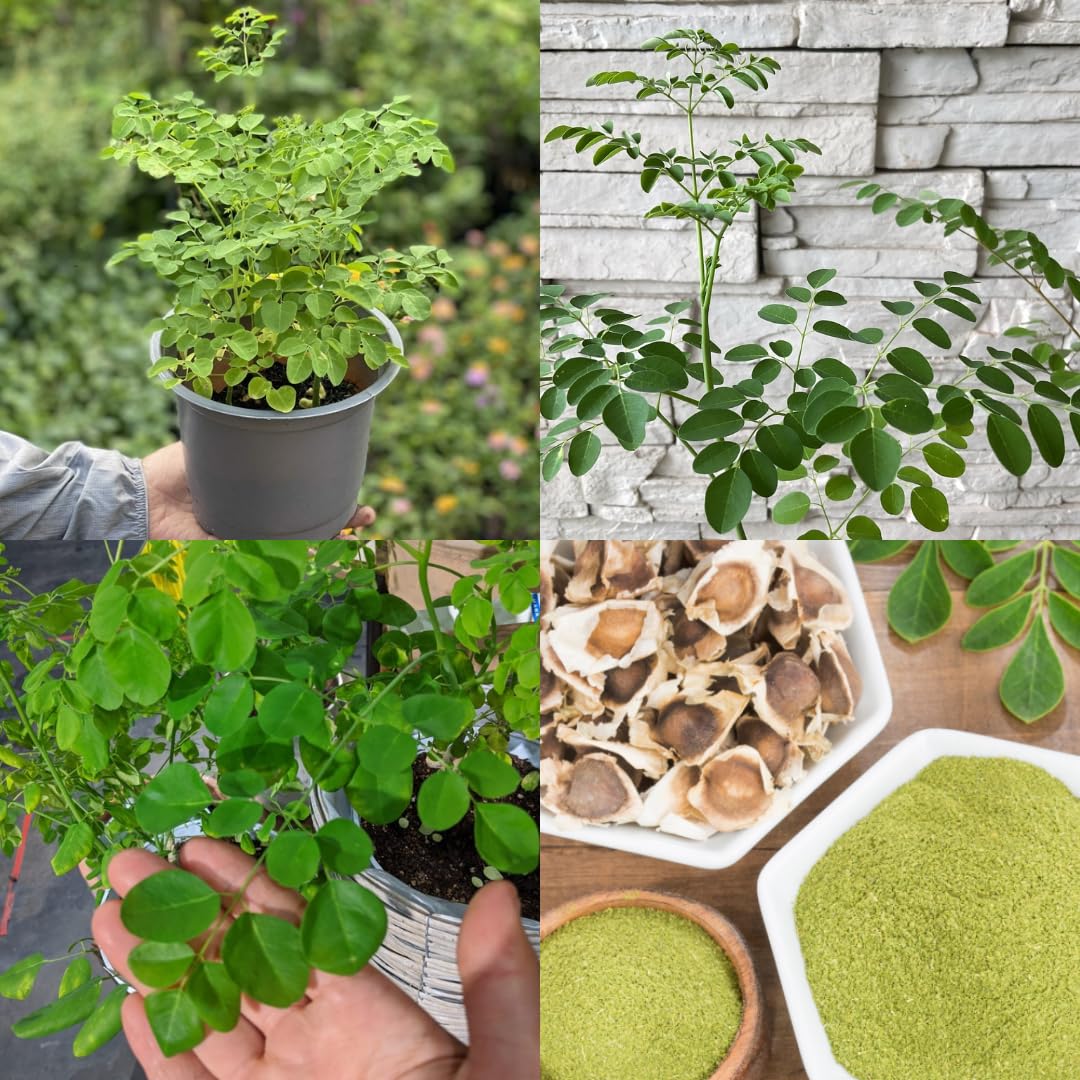 Moringa Tree Plant Live in 4" Pot, Moringa Tree Drumstick Horseradish Oleifera Plant 6-10'' Tall, No CA