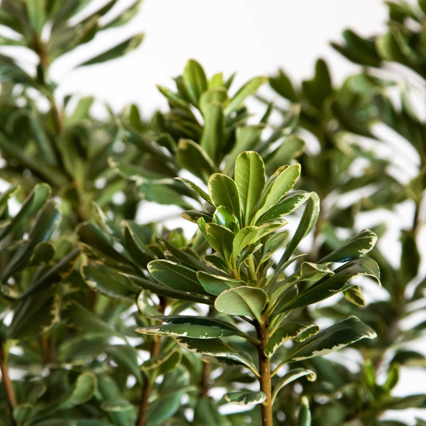 Variegated Pittosporum 'Japanese Mock Orange' (2.5 Gallon) Evergreen Shrub with Green and Cream-White Foliage - Part Sun Live Outdoor Plant