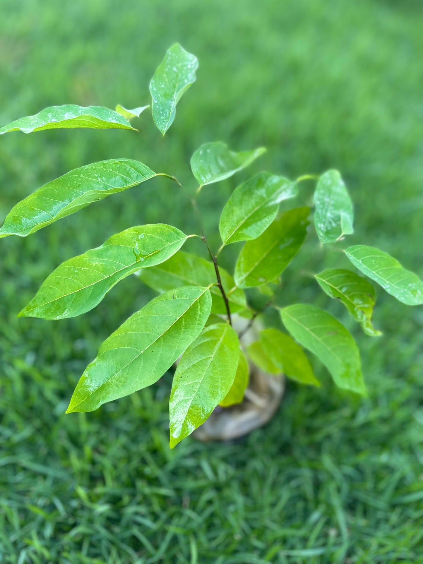 Red Custard Apple Tree – 8–12 in Live Tropical Fruit Tree Seedling (Annona reticulata L) | Naturally Grown from Seed | Sweet, Creamy Red-Fleshed Fruit | Rare Fast-Growing Live Plant