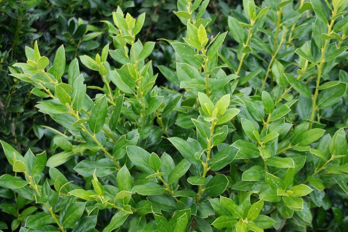 Needlepoint Holly | 20 Live Plants | Ilex Cornuta | Fast Growing Evergreen Shrub, Low Maintenance, Hardy Privacy Hedge, Ornamental Foliage, Drought Tolerant Landscape