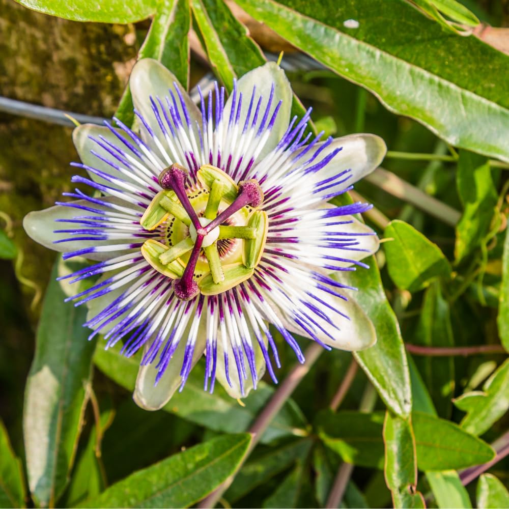 Set 2 Blue Passion Flower Vine Plants - Live Passion Flowers Plants for Outdoor Garden, 4 to 8 Inch Tall Size, Fragrant Flowers, No Pot