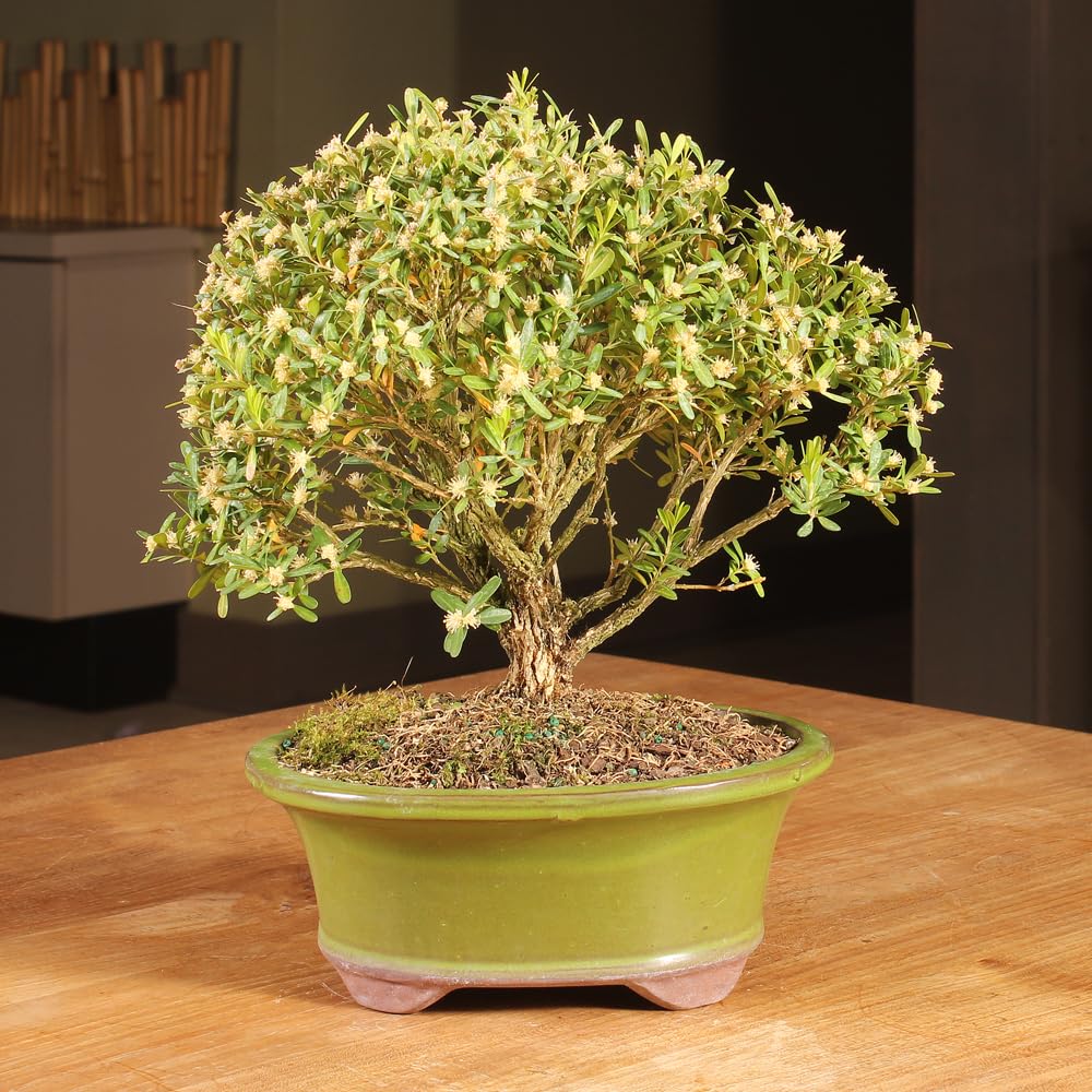 Brussel's Bonsai Live Harland Boxwood Bonsai Tree - Medium, 5 Years, 8 to 12 Inches Tall - Outdoor Bonsai Tree with Ceramic Bonsai Pot