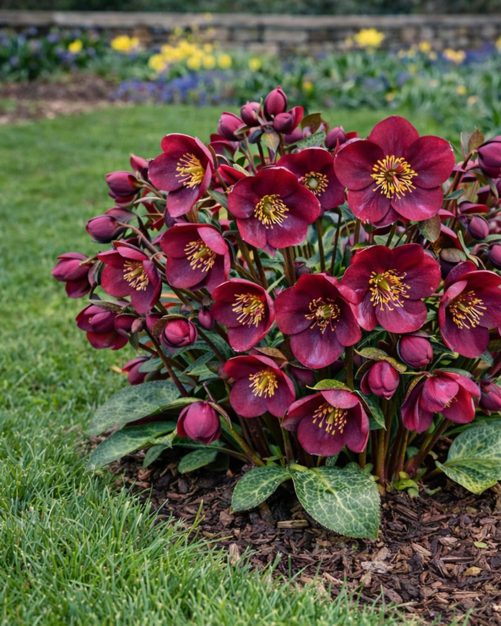 Perennial Farm Marketplace Helleborus Frostkiss® Vibey Velvet™ (Lenten Rose) Live Perennial, Size-#1 Container, Deep Red Winter to Early Spring Flowers with Marbled Evergreen Foliage, Deer Resistant