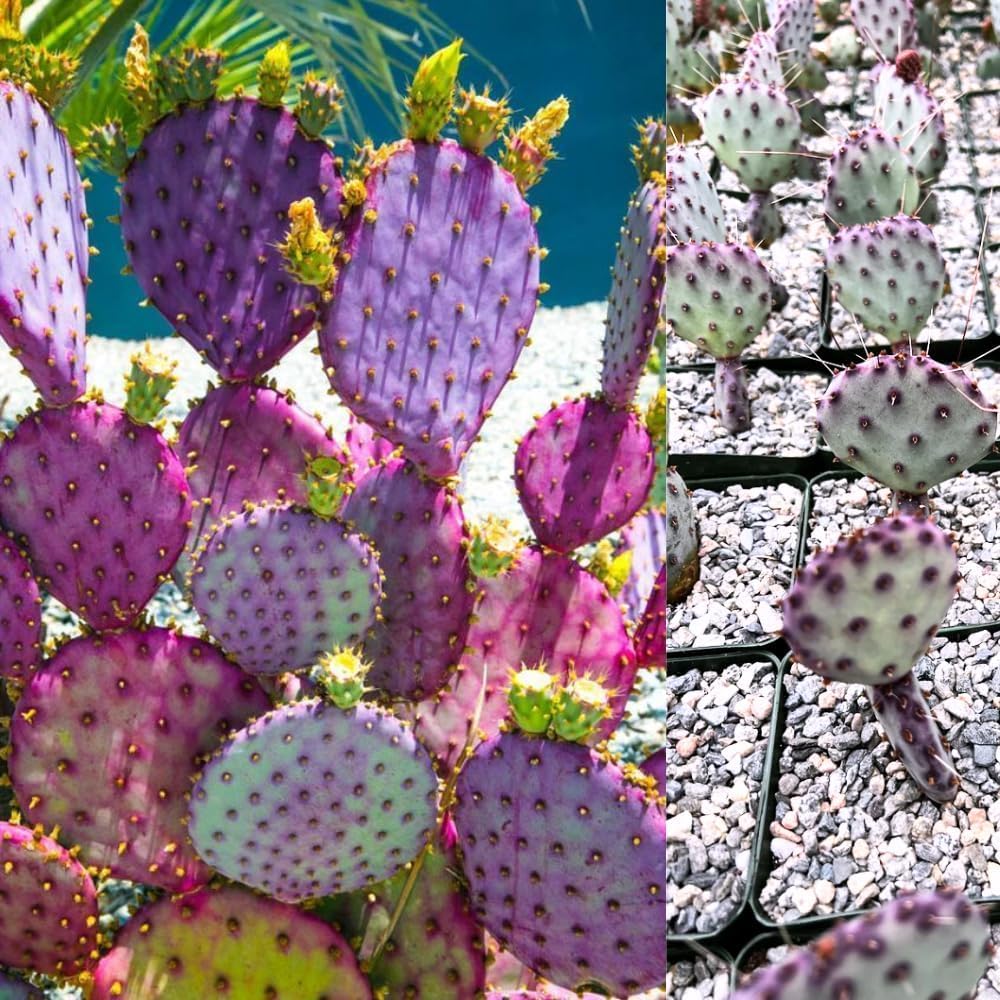 Purple Prickly Pear Cactus Live Plant in 3.5" Pot, Hardy Cactus Succulent with Purple Pads for Garden or Houseplant Decor