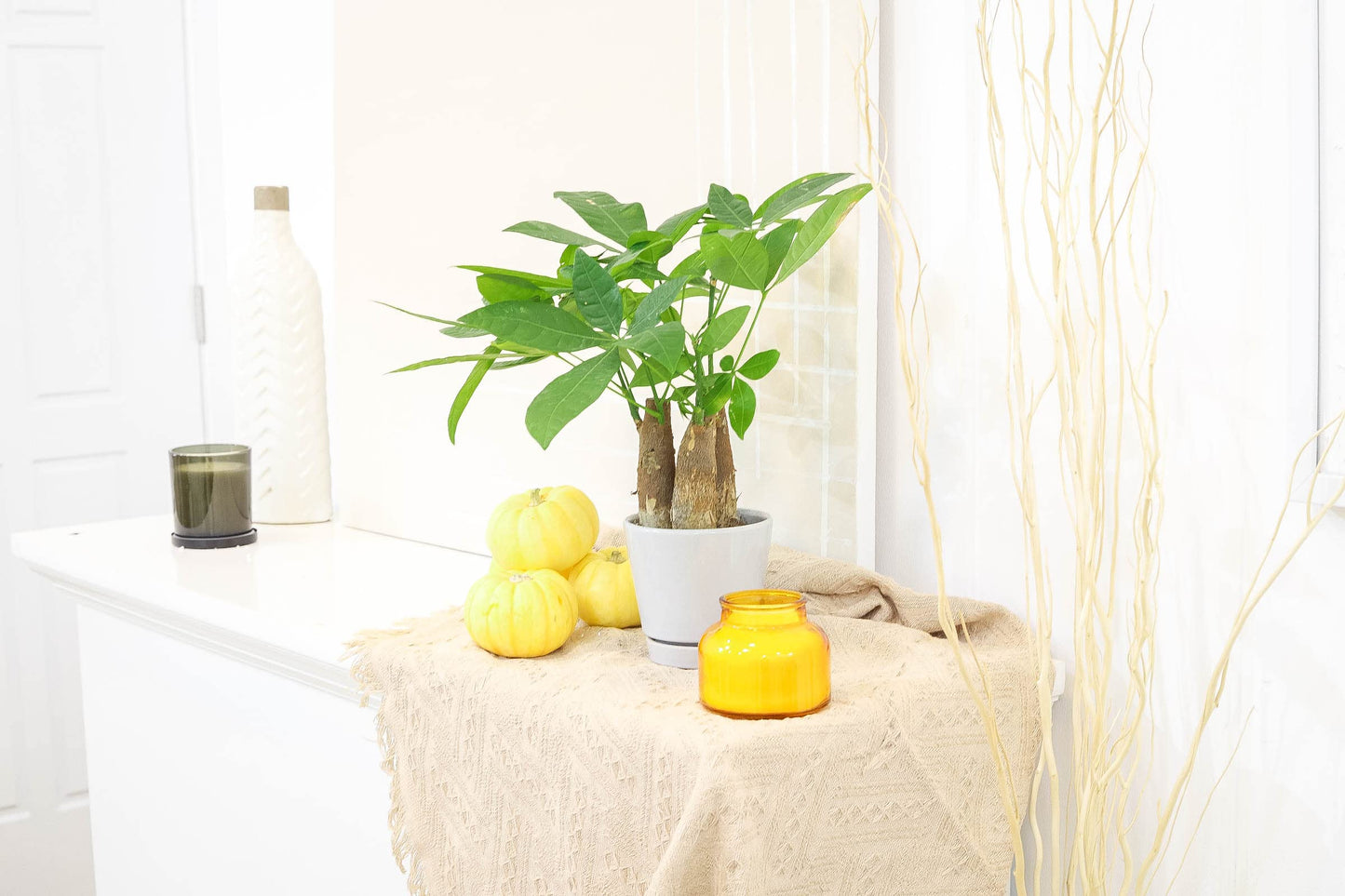 Pachira Stump Money Tree (4" Grower Pot) - Air Purifying and Live Healthy Houseplant - Easy to Grow, Easy to Care Indoor Houseplant