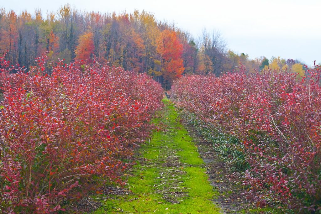 Live Plant - 5 Jersey Northern Highbush Blueberry Bushes - 10-12" Tall - 2 Year Old Plants