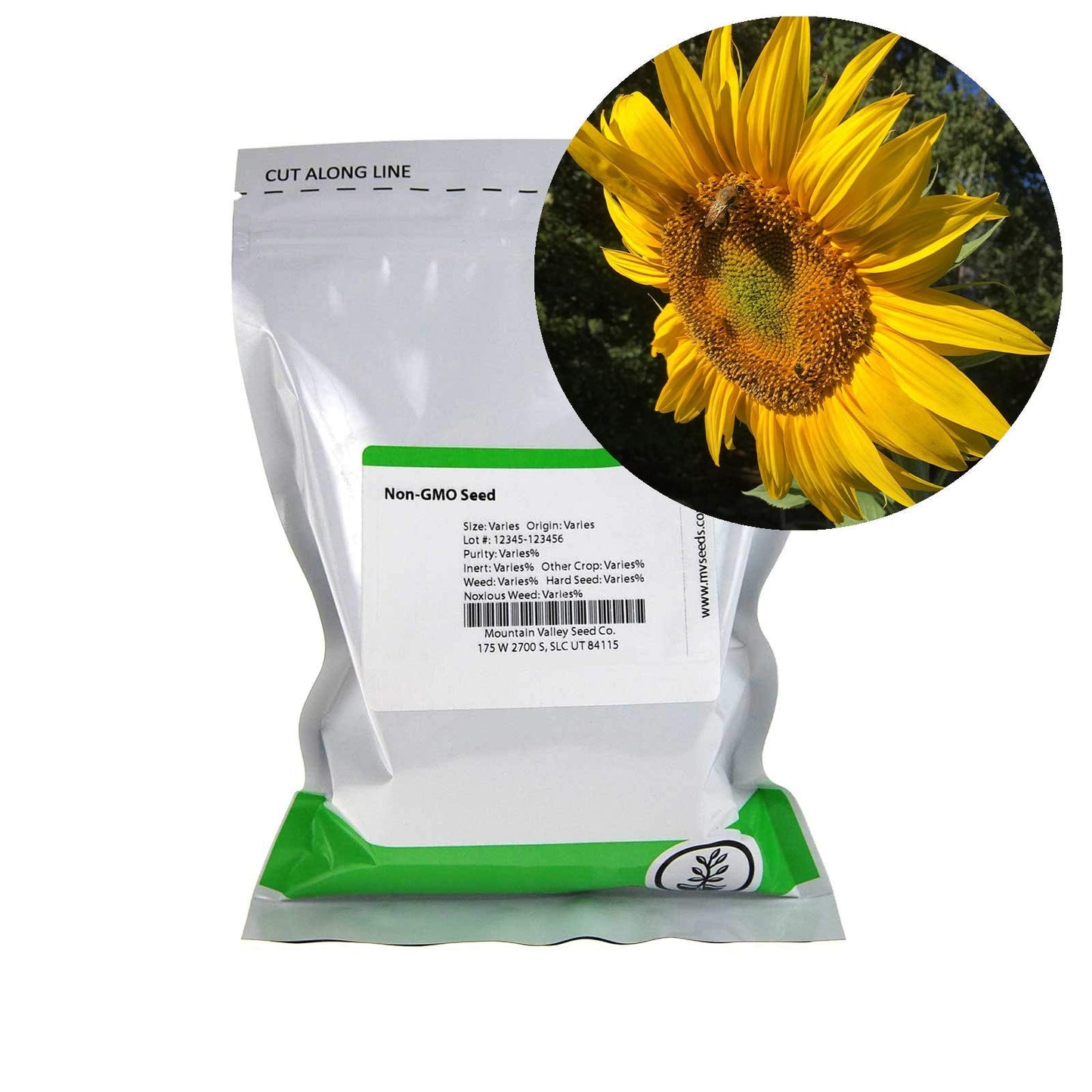 Sunflower Garden Seeds - Mammoth Grey Stripe - 1 Lb - Annual Sun Flower Gardening Seeds - Gray