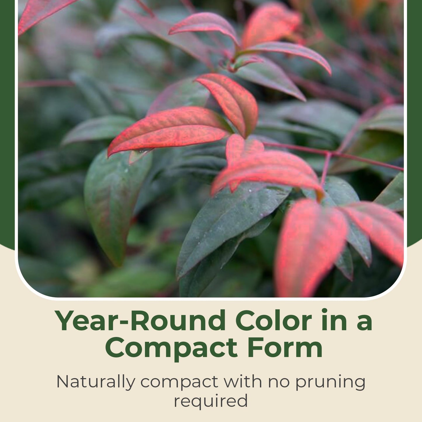 2.5 qt. Nandina Fire Power Shrub - Compact & Dense Dwarf Evergreen Shrubs w/Striking Pinnate Leaves - Ornamental Shrubs for Borders, Mass Plantings,Low Hedges, Rockeries or Perennial Gardens