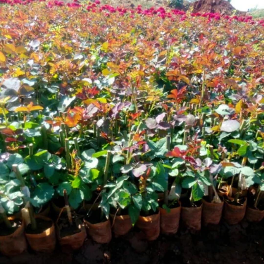 Fragrant Climbing Rose Live Plant, Well Rooted 5-9" Tall, No Leaf, Indoor Outdoor Climber, Rose Bush, Hybrid Tea Rose Like (Deep Red Pink)
