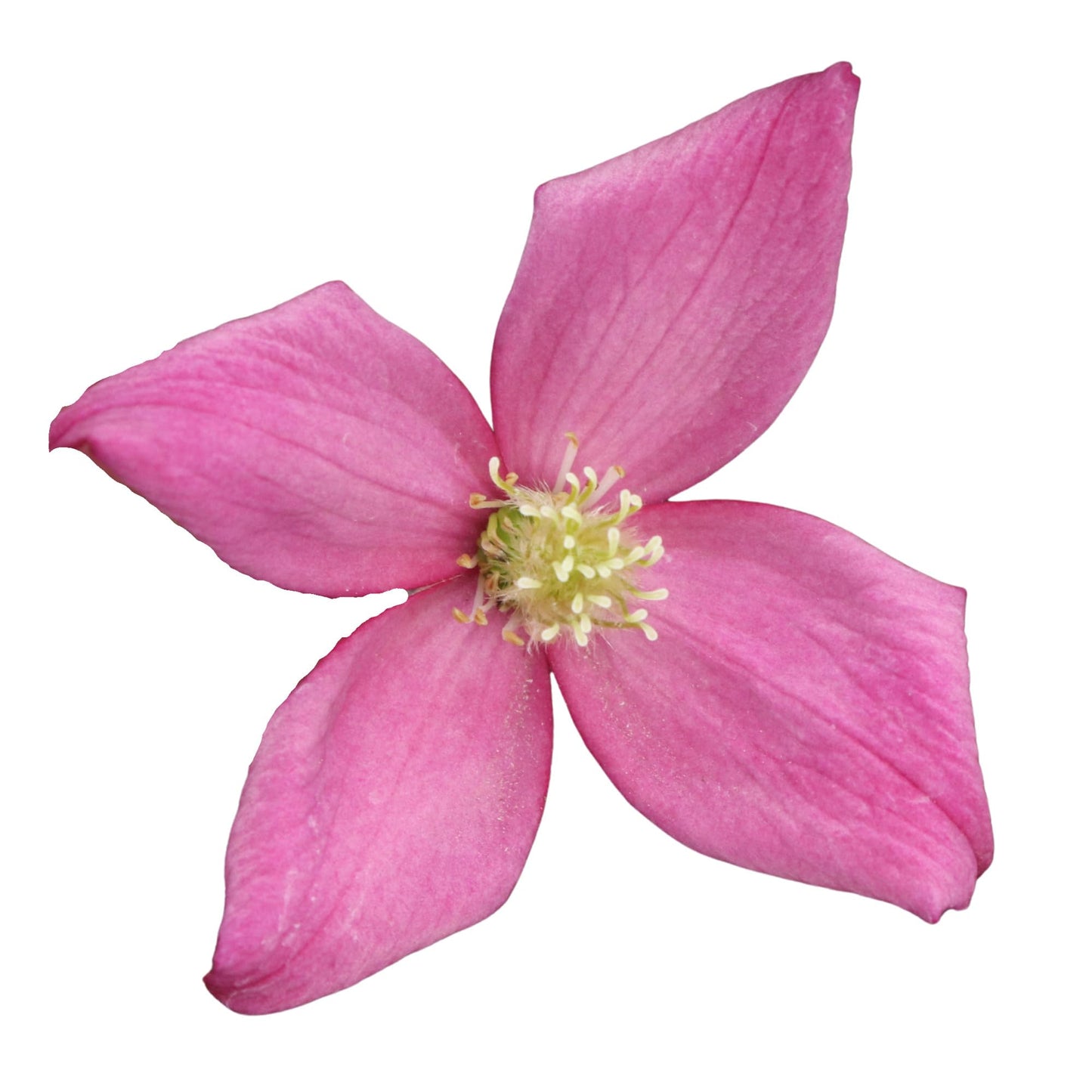Proven Winners Moongate Mocha Anemone Clematis (Clematis Montana) Live Plant, 4.5" Qt, 4 Pack