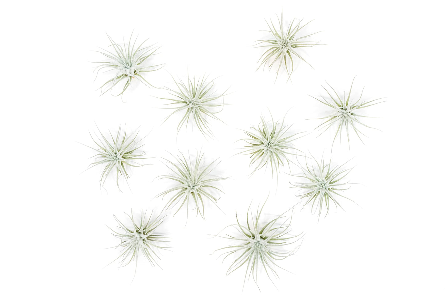 Air Plant Shop 10 Pack Rare Tectorum Ecuador Air Plants - Unique, Bright White, Nursery-Grown Tillandsia House Plant with Fuzzy Trichomes for Terrariums, Driftwood & Living Walls - Wholesale