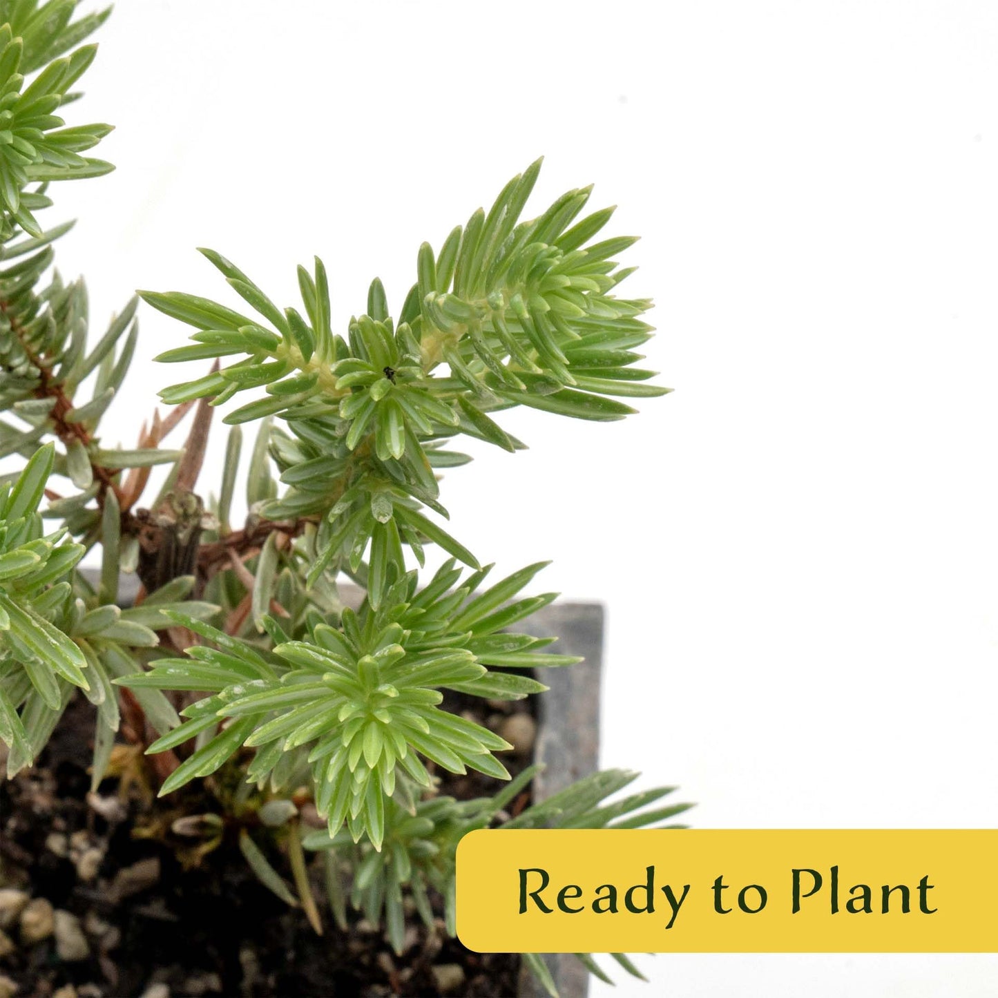 4 Blue Pacific Juniper in 3.5” Nursery Cubes (Juniperus conferta ‘Blue Pacific’) | Low-Growing Evergreen Groundcover for Slopes, Borders & Rock Gardens | Ready-to-Plant Live Starter Plants
