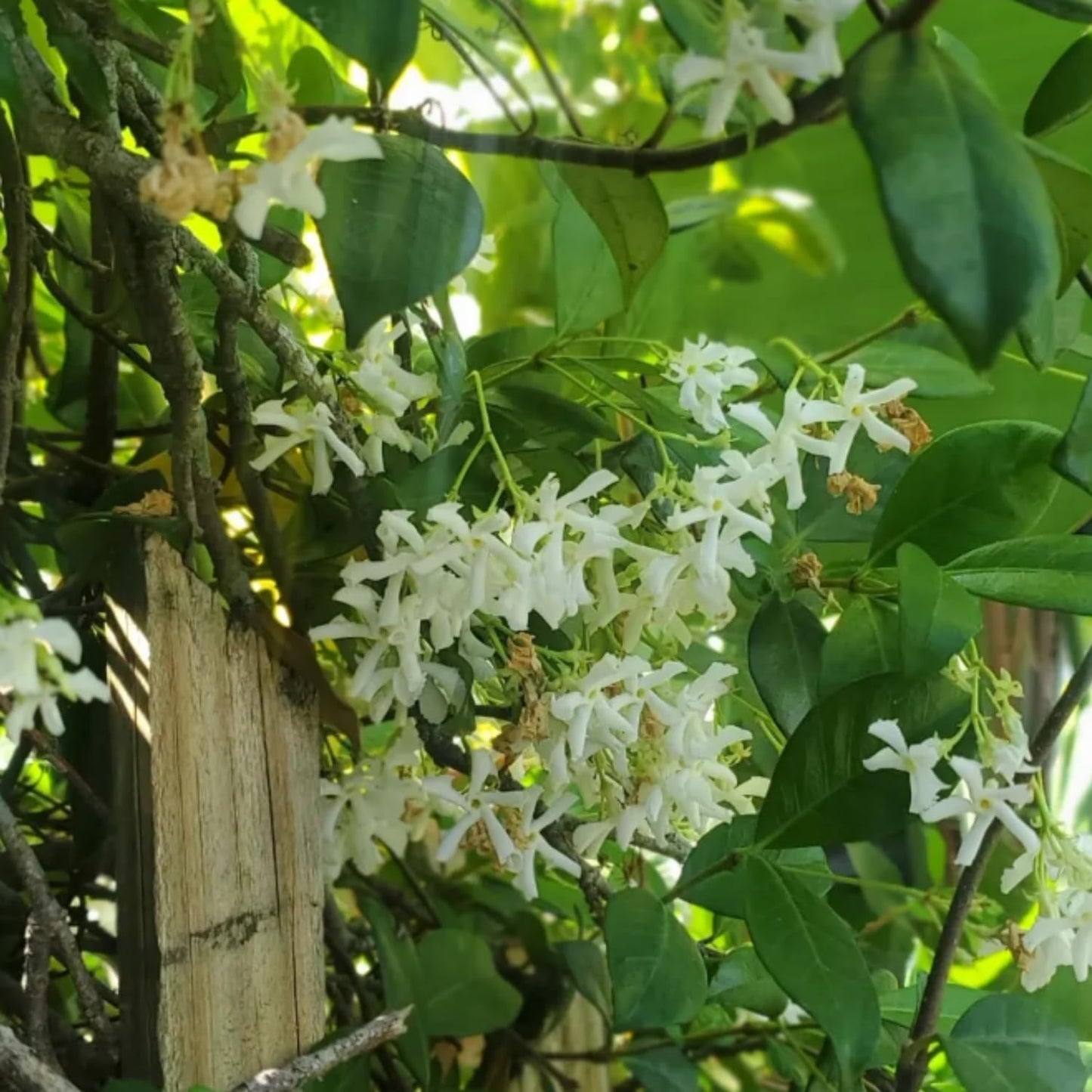Star Jasmine Live Plant, Live Fragrant Jasmine Flowering Vine, 8-10'' Tall in 3 Inches Pot, Outdoor Planting