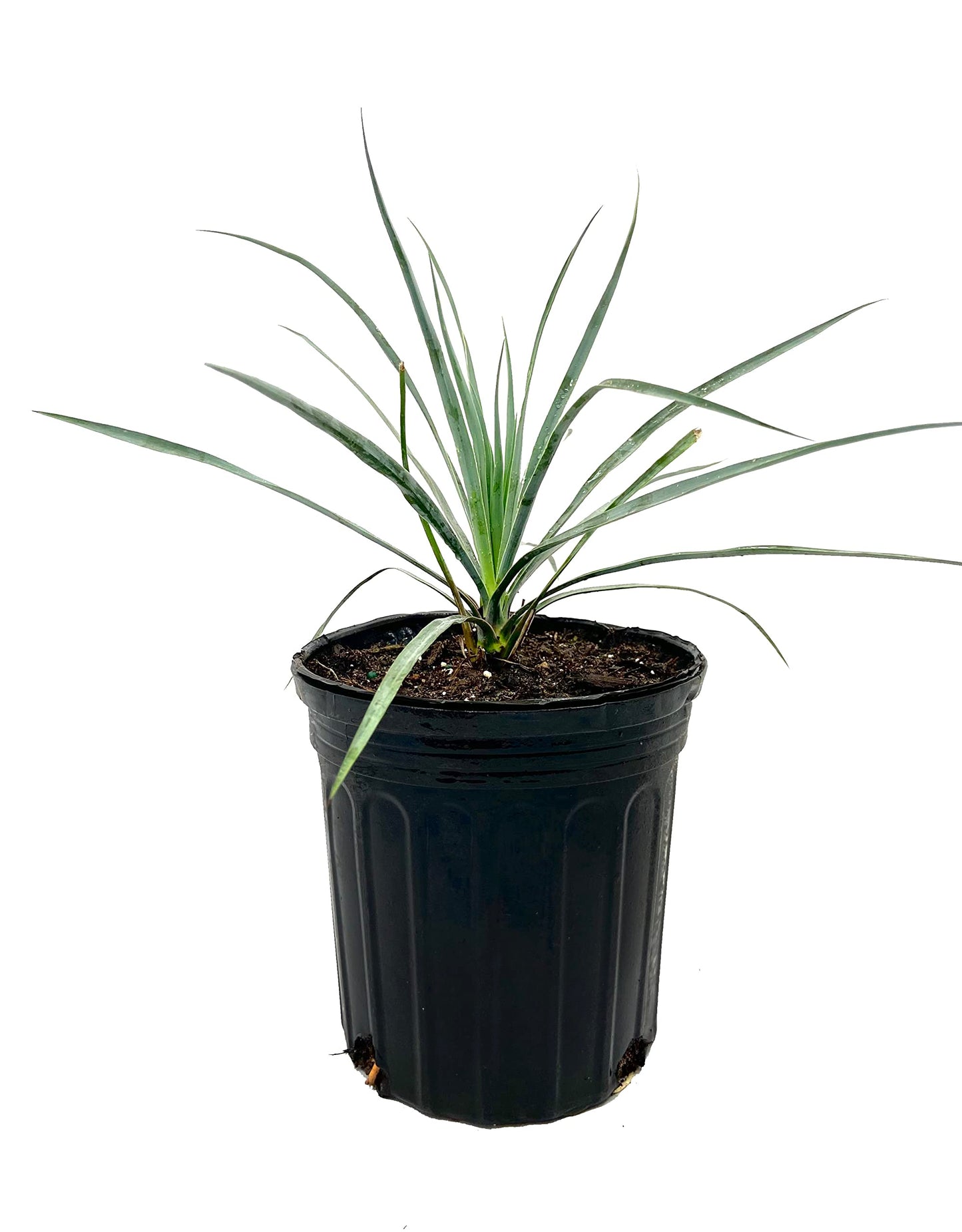 Silver Yucca - Live Plant in a 1 Gallon Growers Pot - Yucca Rostrata - Rare Outdoor Ornamental Slow Growing Evergreen Tree