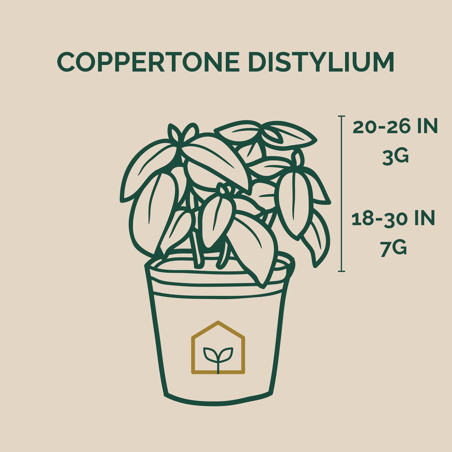 Coppertone Distylium 3-Gallon