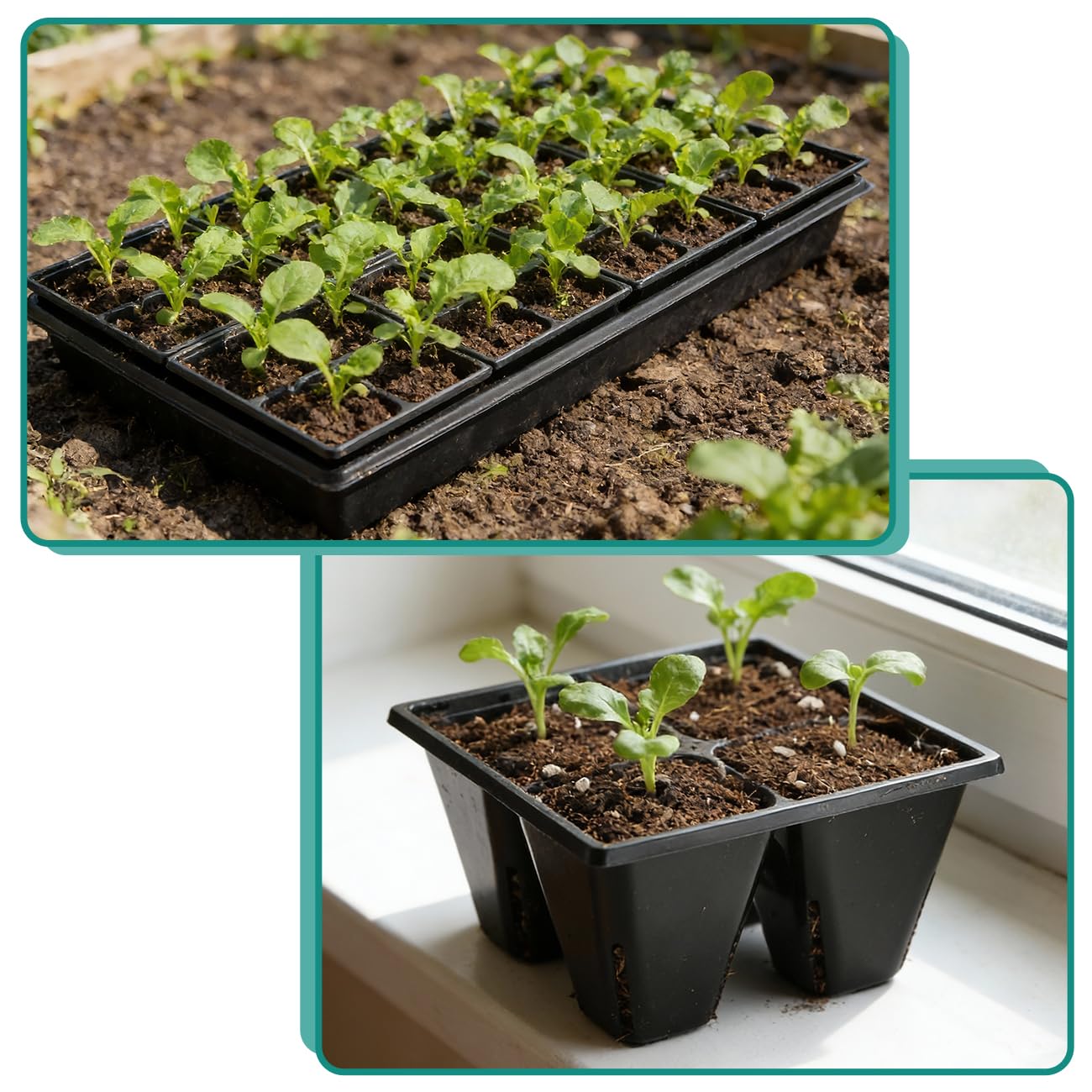 RooTrimmer 40 Pack Reusable 4-Cell Seed Starter Tray for Seedlings, Deep Large Cell Plant Starter Trays with Drainage Holes for Seed Germination, Easy Transplant, Fits Standard 1020 Flats, Black