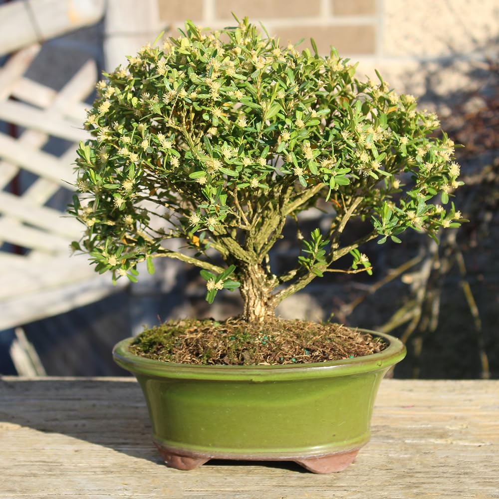 Brussel's Bonsai Live Harland Boxwood Bonsai Tree - Medium, 5 Years, 8 to 12 Inches Tall - Outdoor Bonsai Tree with Ceramic Bonsai Pot