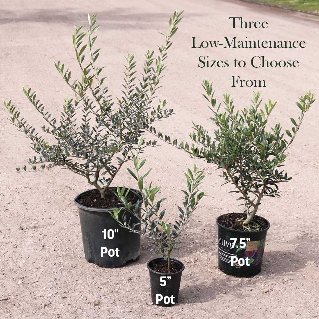 American Plant Exchange Live Olive Tree, Arbequina – Real Fruiting, Edible Indoor/Outdoor Houseplant – Large 10-Inch Pot, Perfect for Home, Office, Patio & Garden Décor