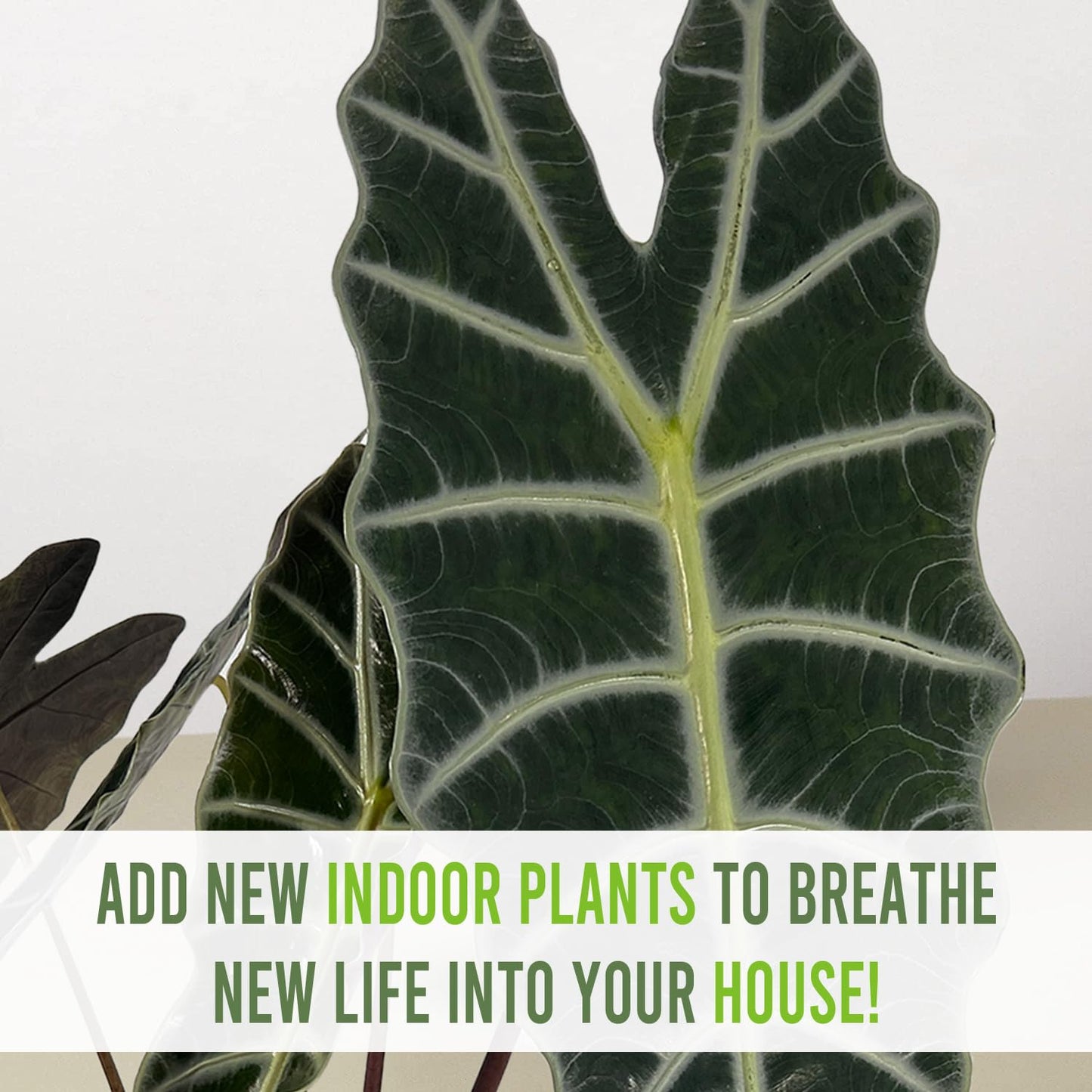 LEAL PLANTS ECUADOR Alocasia Amazonica| Elephant Ear Plant| African Mask Live Green House Plant